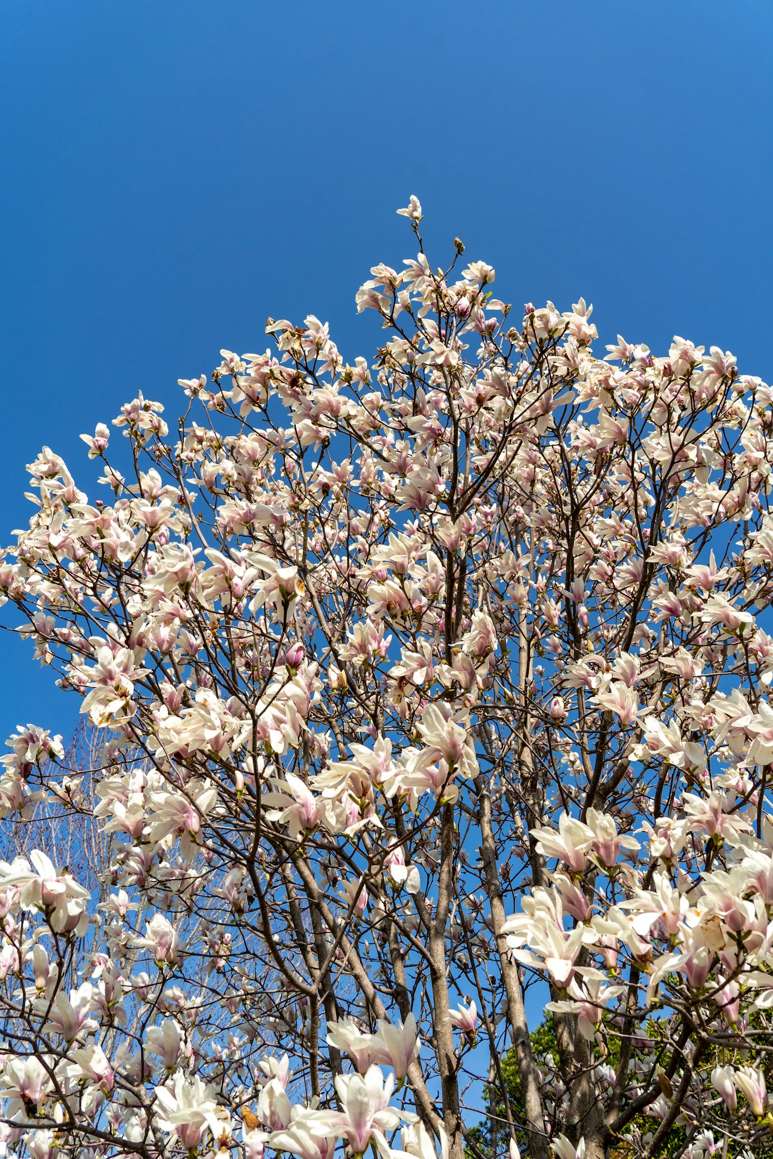 Albero di magnolia in fiore con fiori bianchi contro un cielo blu chiaro