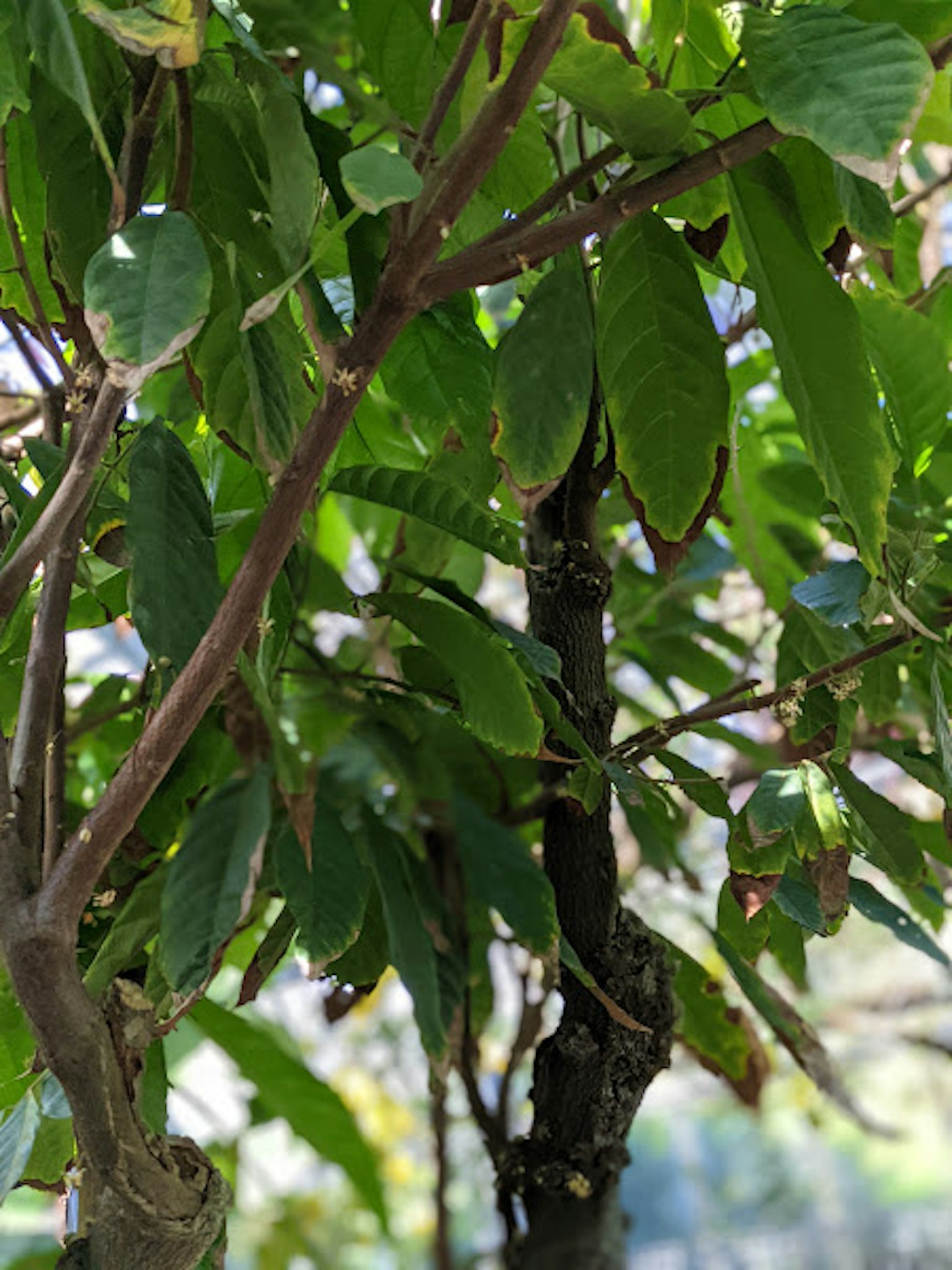 Kedekatan pohon dengan daun hijau yang cerah