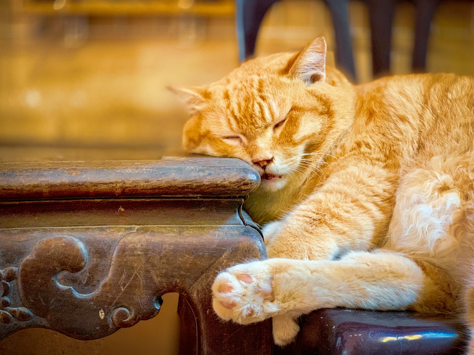 橙色猫咪把头靠在木桌上休息