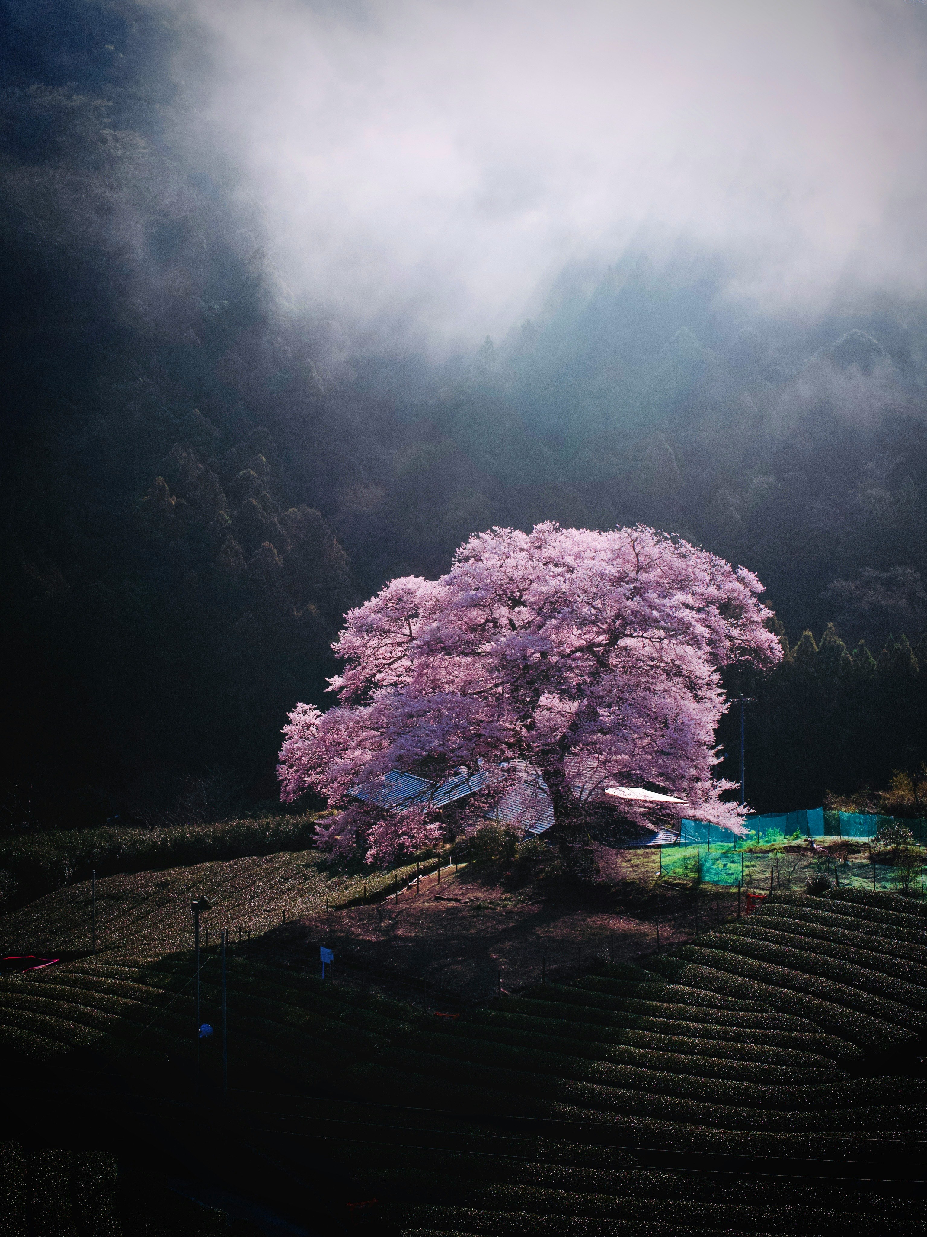 美しい桜の木が霧の中に立っている風景