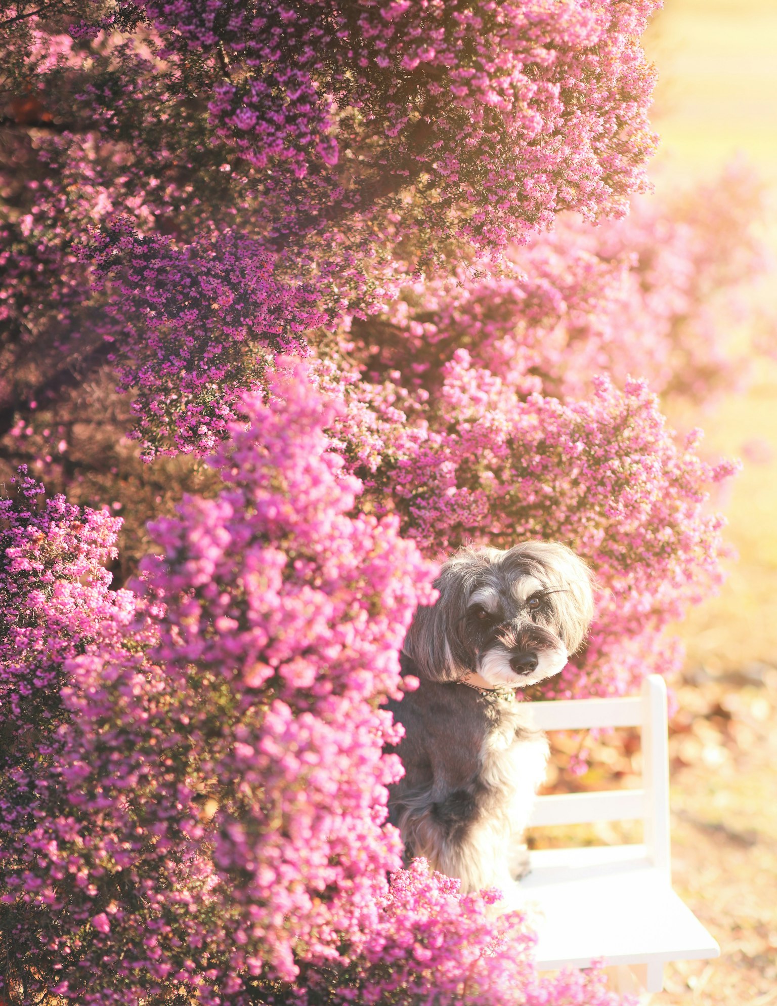 Ein Hund sitzt zwischen blühenden lila Blumen