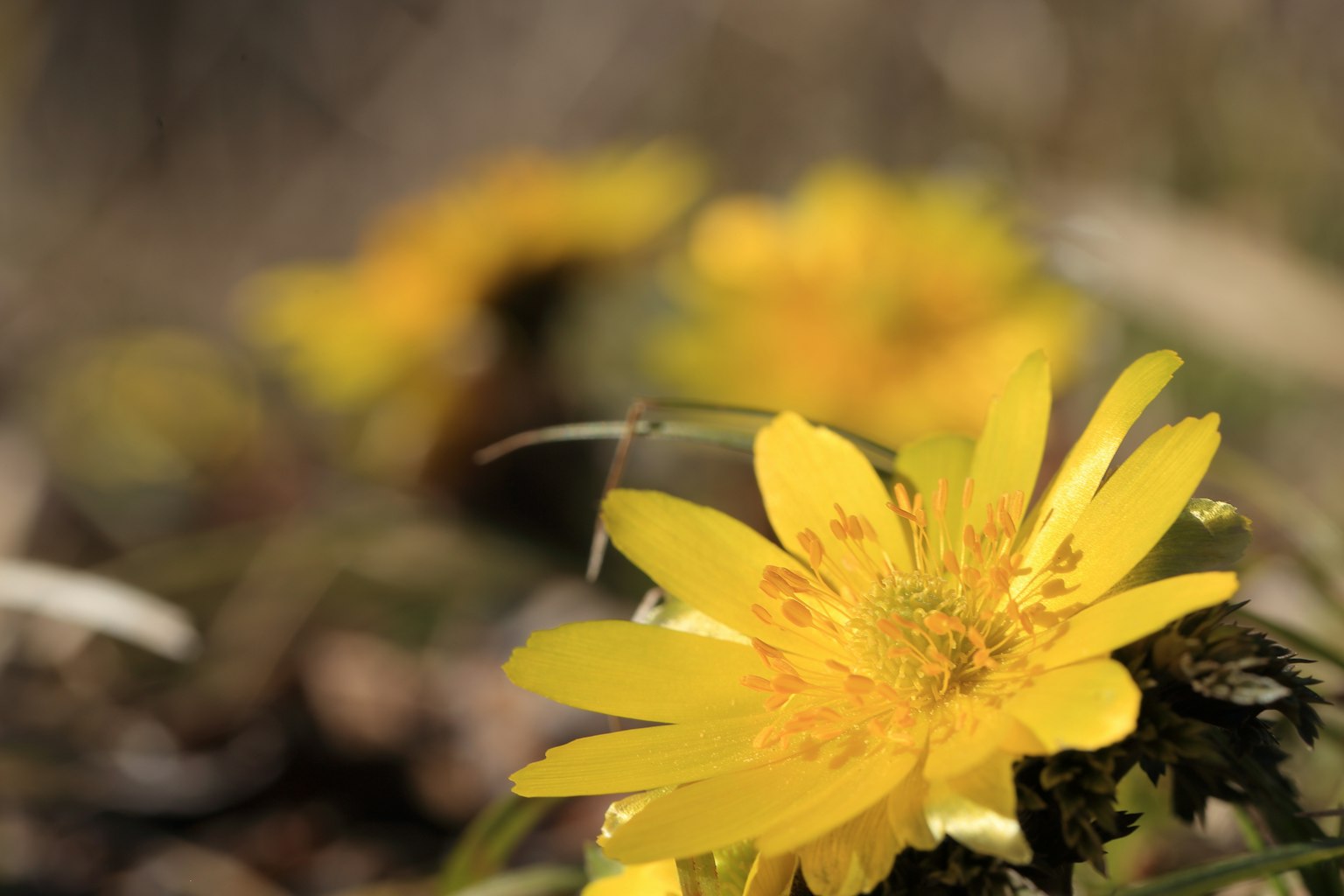 Nahaufnahme von lebhaften gelben Blumen mit unscharfem Hintergrund weiterer Blumen