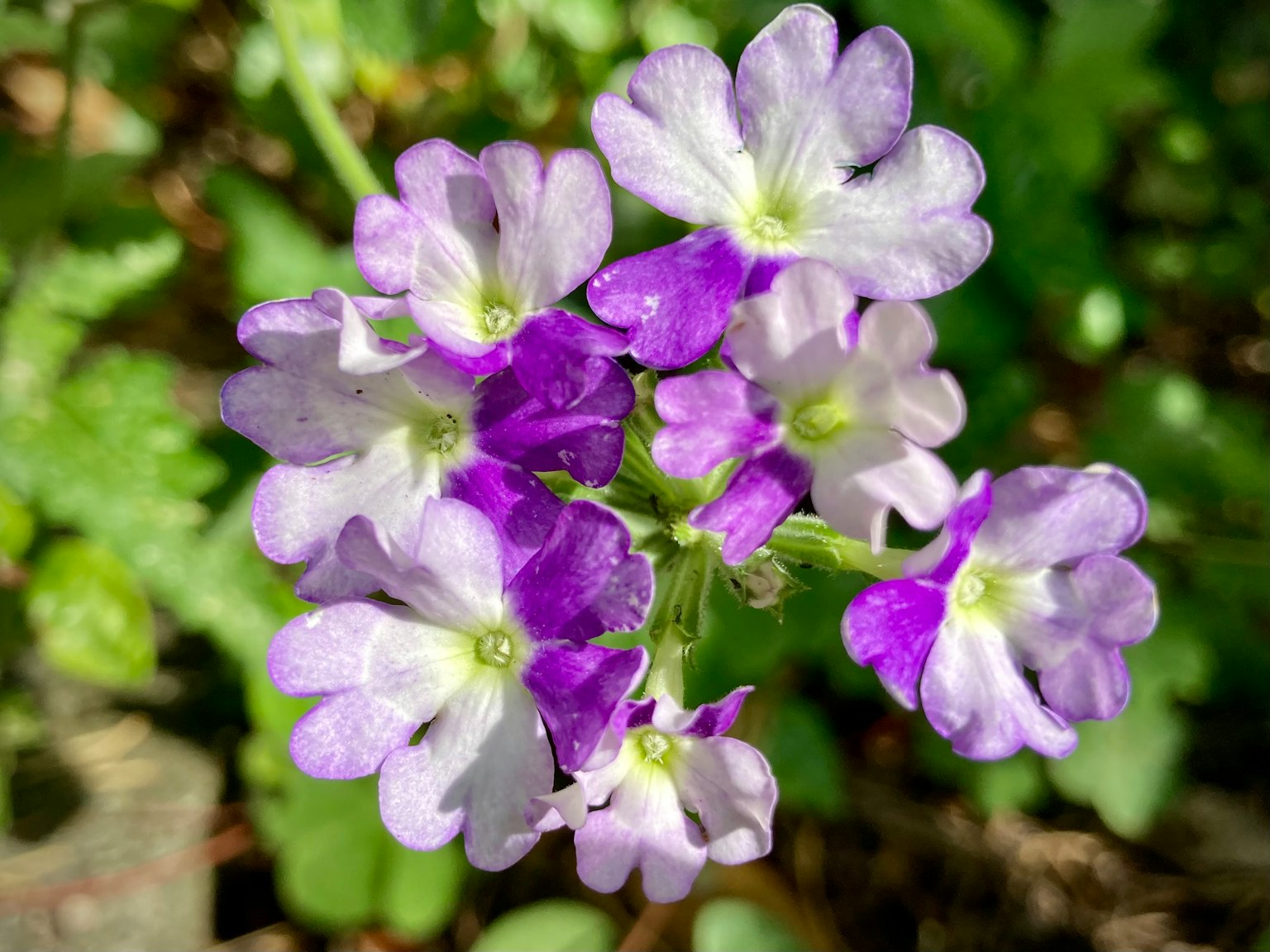特寫紫色和白色花瓣的花