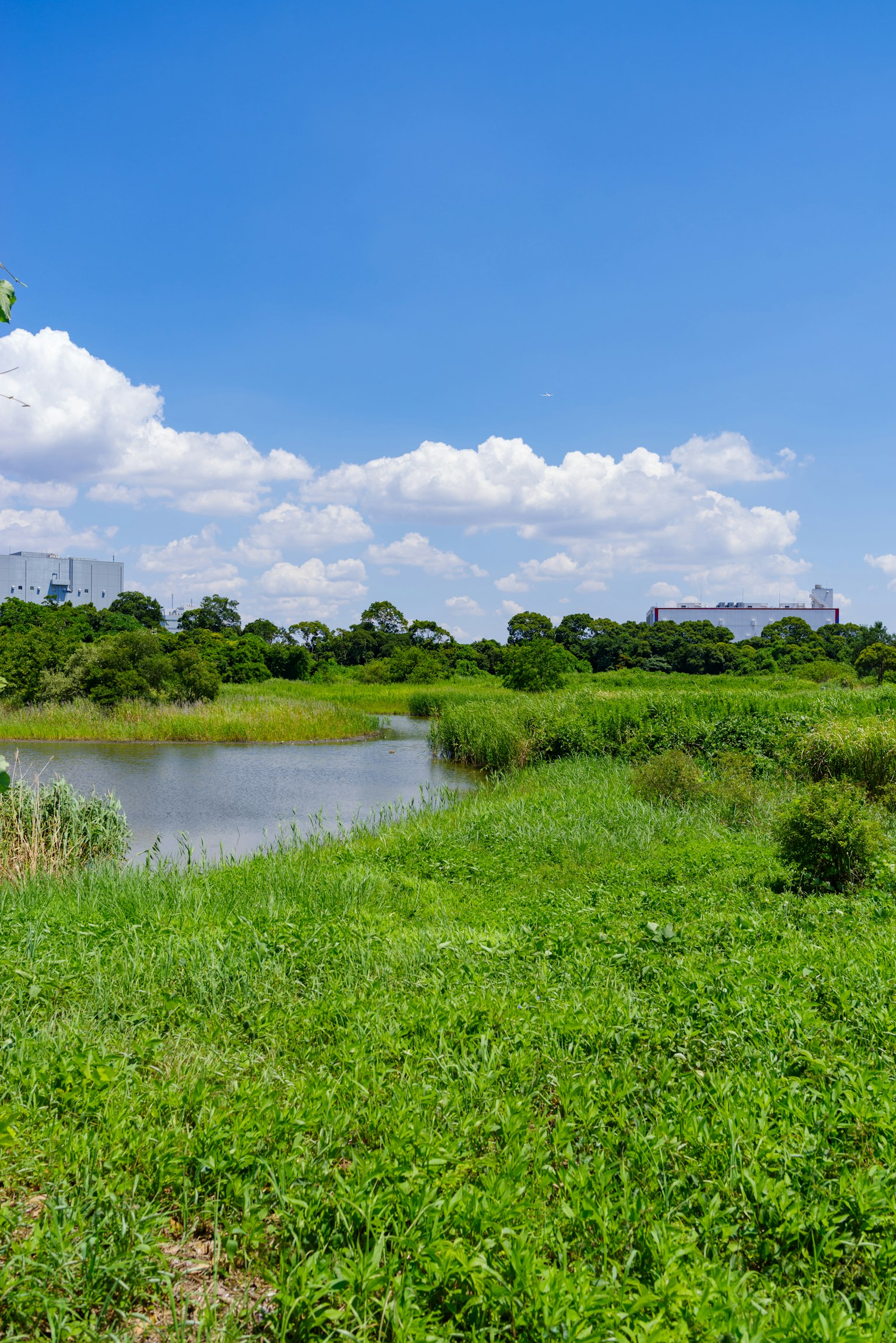 Lush green landscape with a calm water body under a blue sky and white clouds