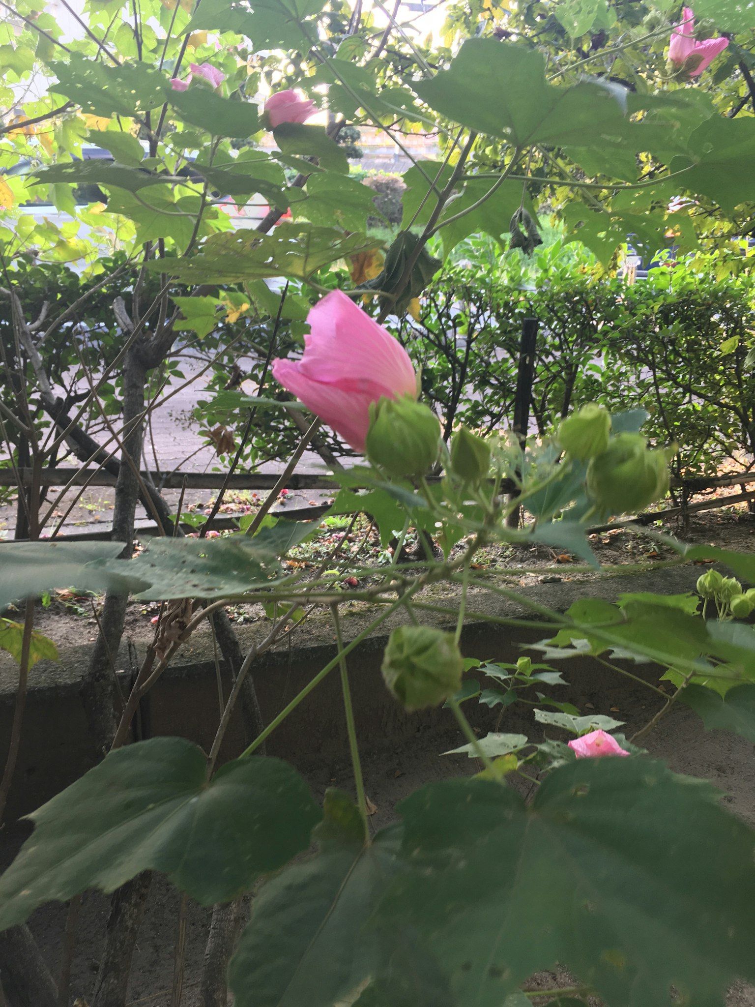 Flor rosa floreciendo en un jardín rodeado de hojas verdes