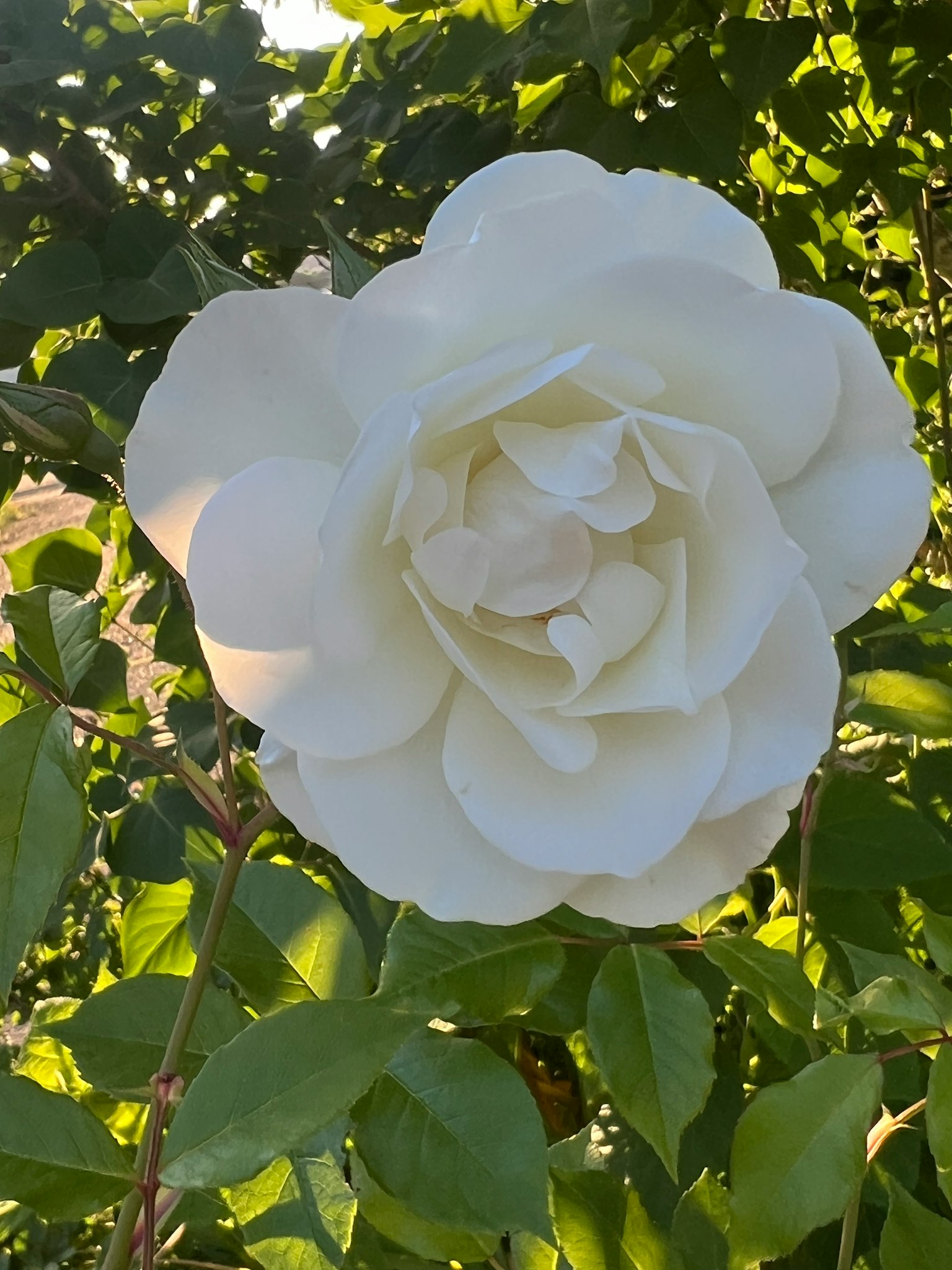 Eine weiße Rose blüht zwischen grünen Blättern