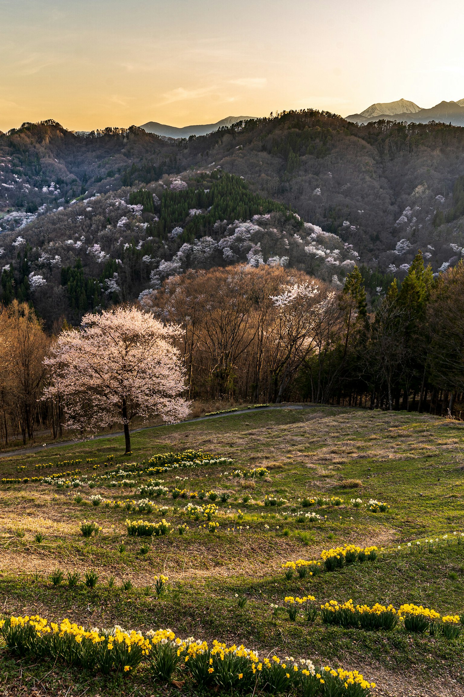 Paisaje montañoso escénico con un cerezo y flores amarillas