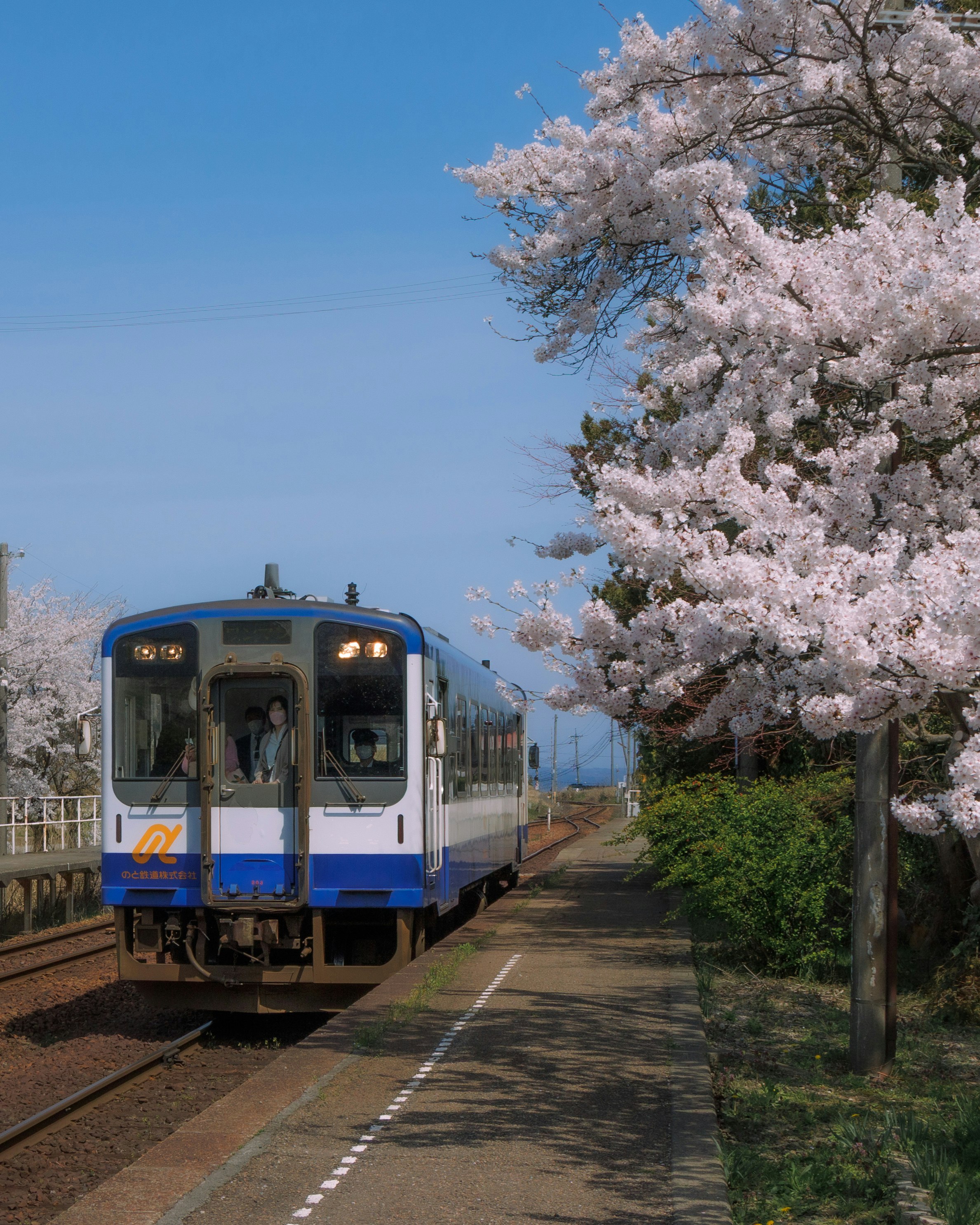 春の西岸駅前を走る列車と桜の並木