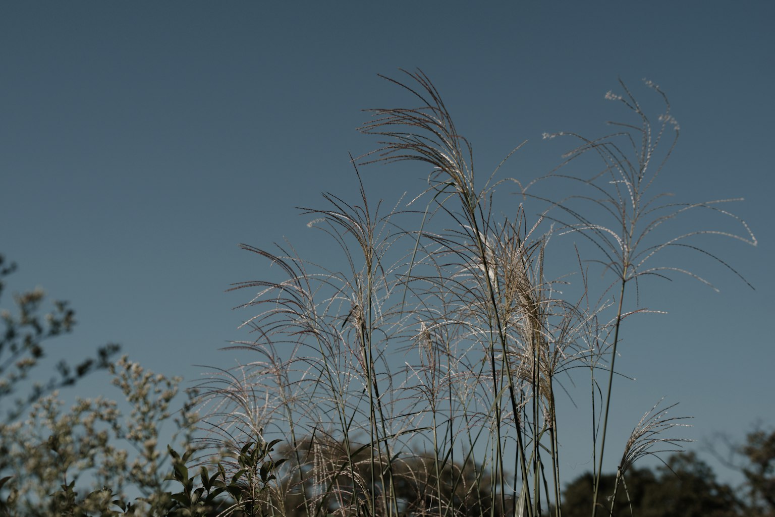 Dried grass spikes swaying under a blue sky