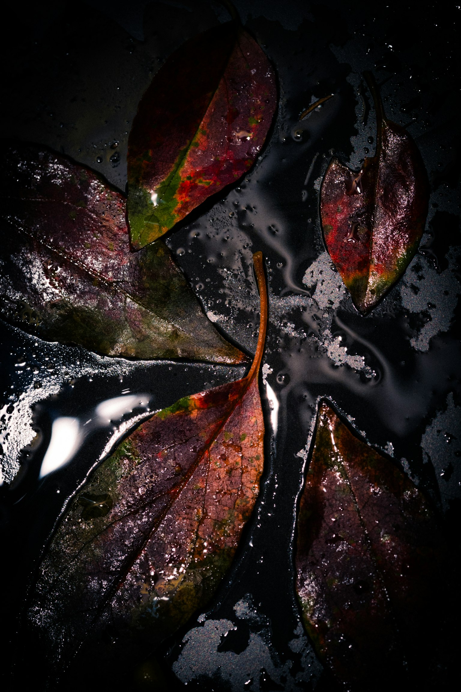 濡れた葉が黒い背景に散らばっている様子