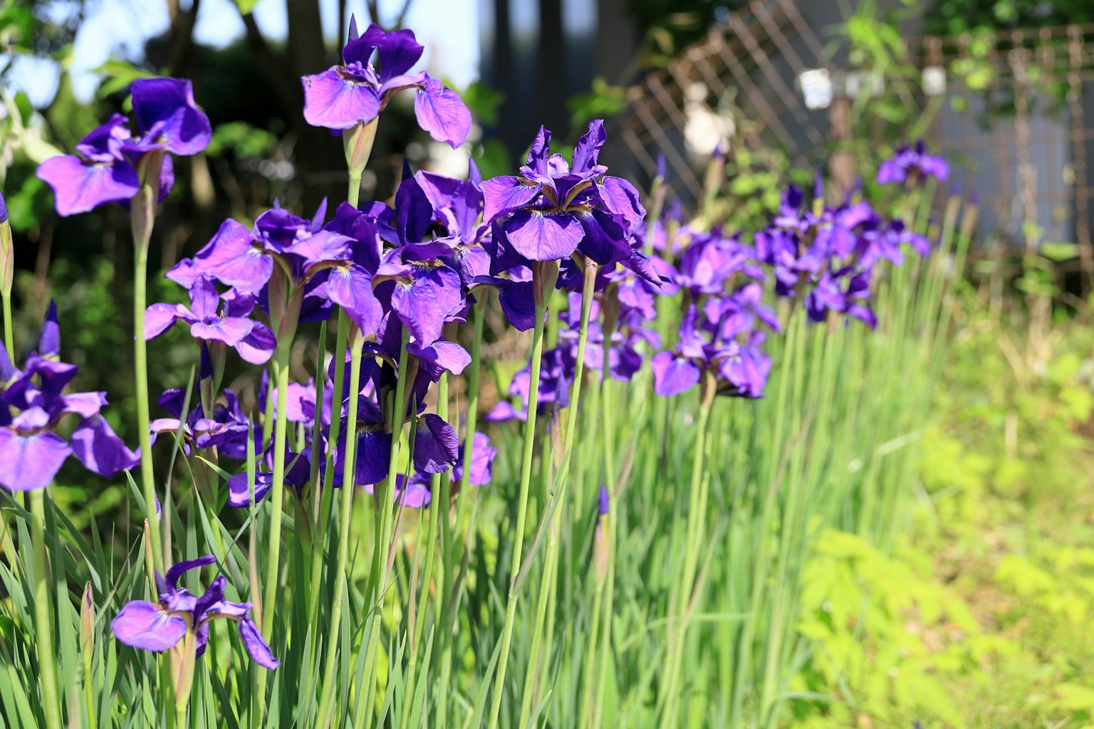 A garden scene with blooming purple iris flowers