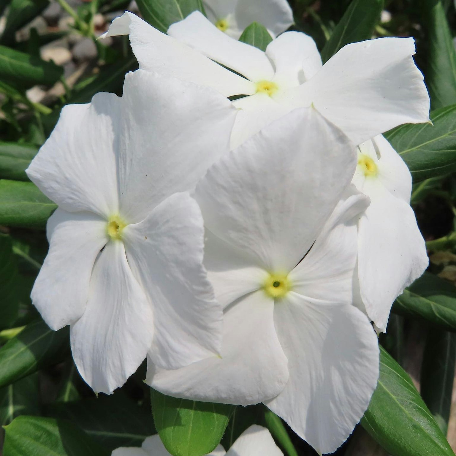 Primo piano di fiori bianchi che sbocciano su una pianta