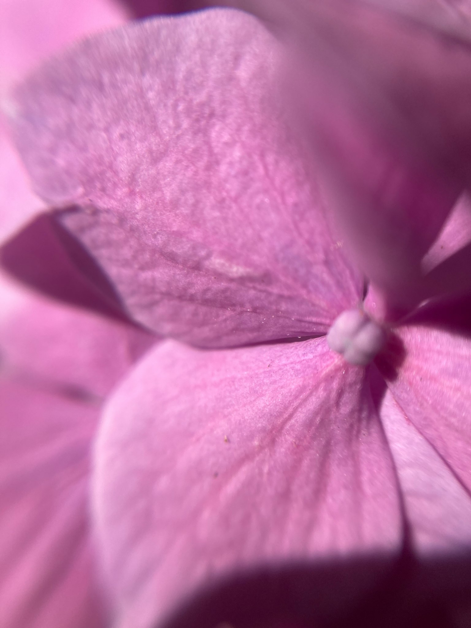Gros plan d'un pétale de fleur rose montrant une texture délicate