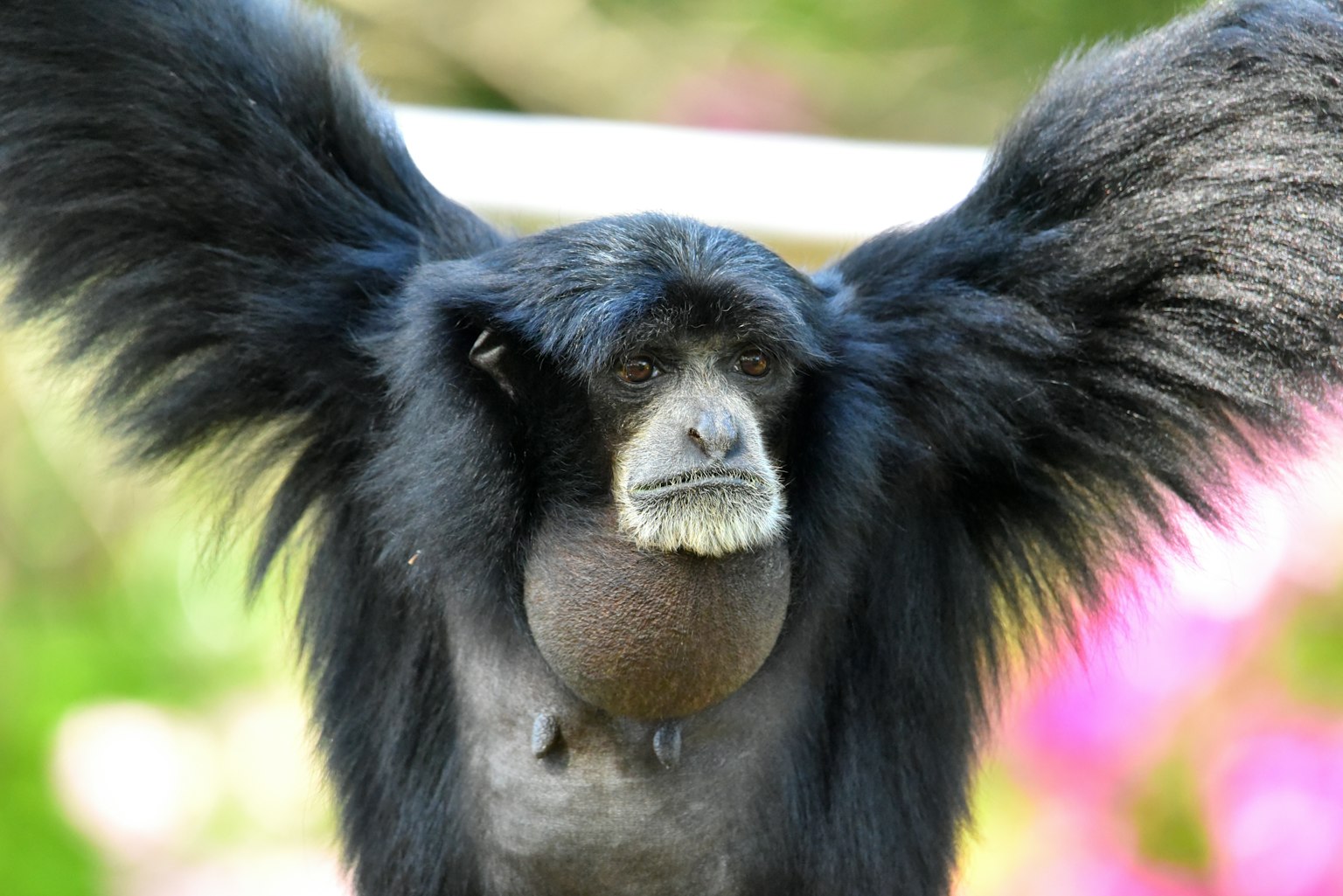 Seekor gibbon hitam dengan lengan terbentang seperti sayap