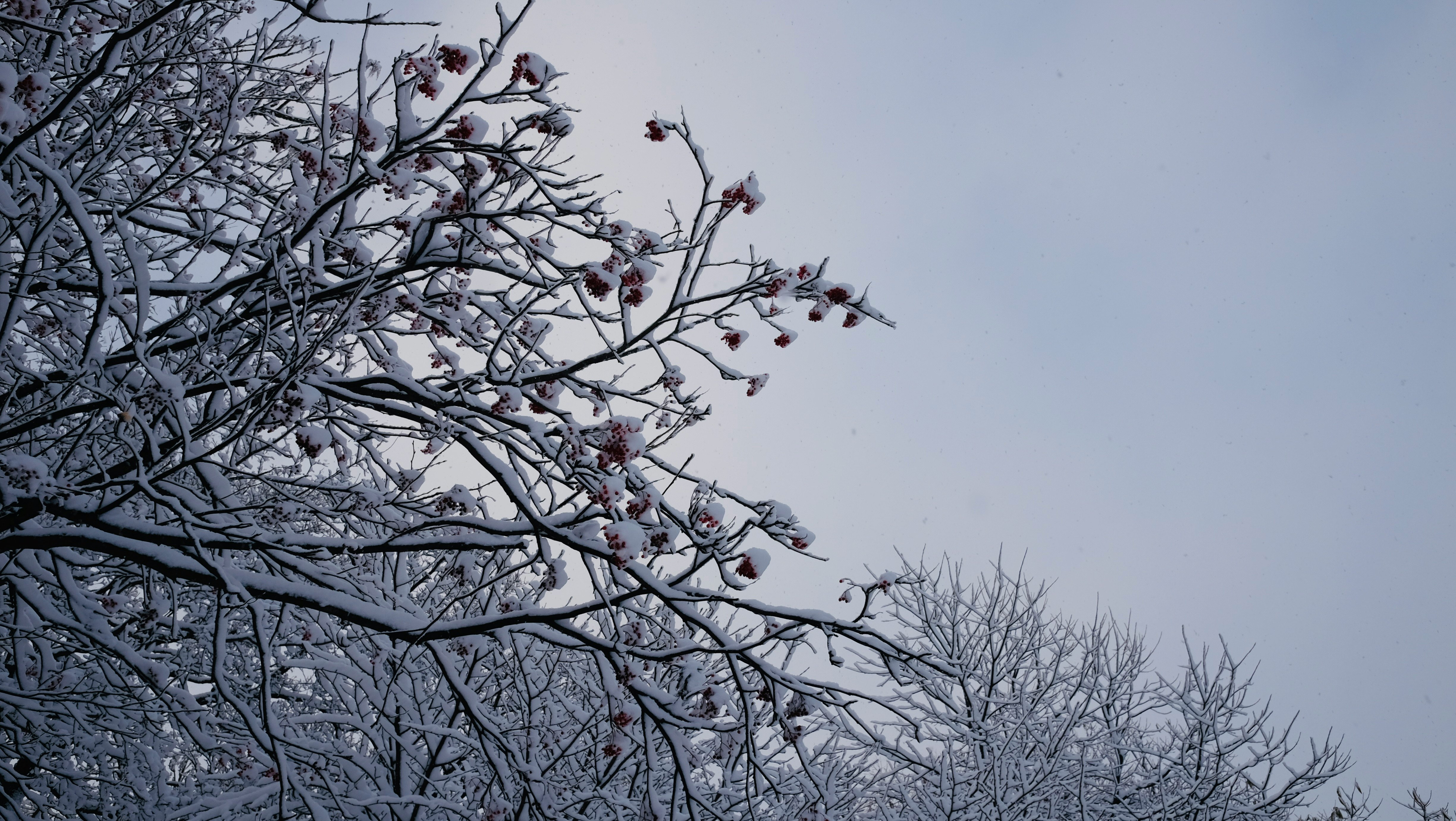 雪の積もった木々の枝先に小さな赤い実が残る冬の空の風景