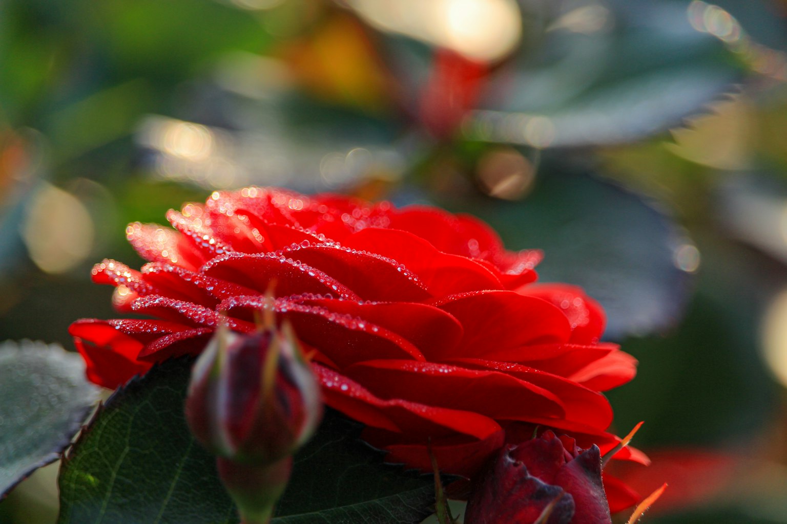 A beautiful red rose with dew drops and buds in a garden