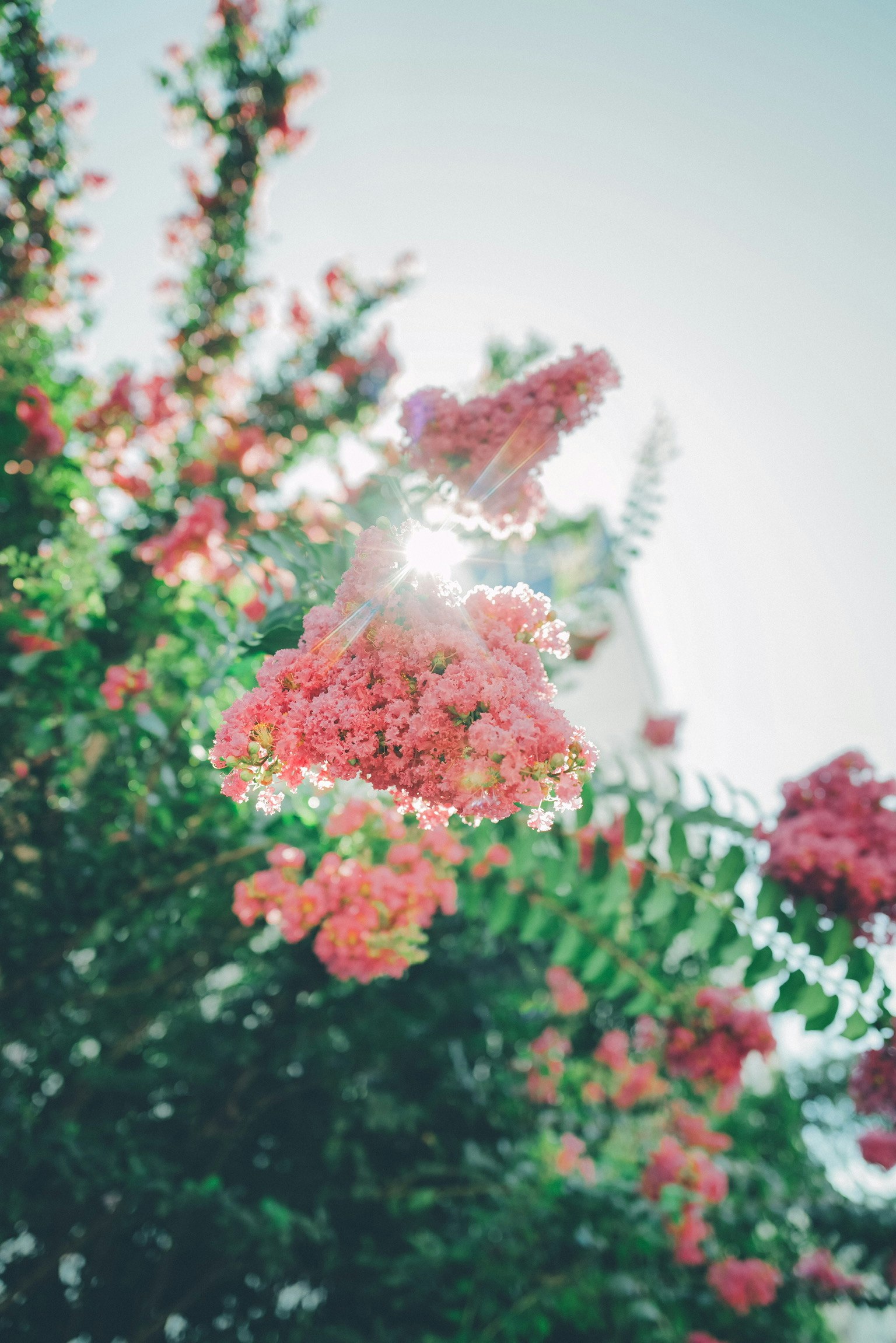 色とりどりの花が咲くボケた花畑