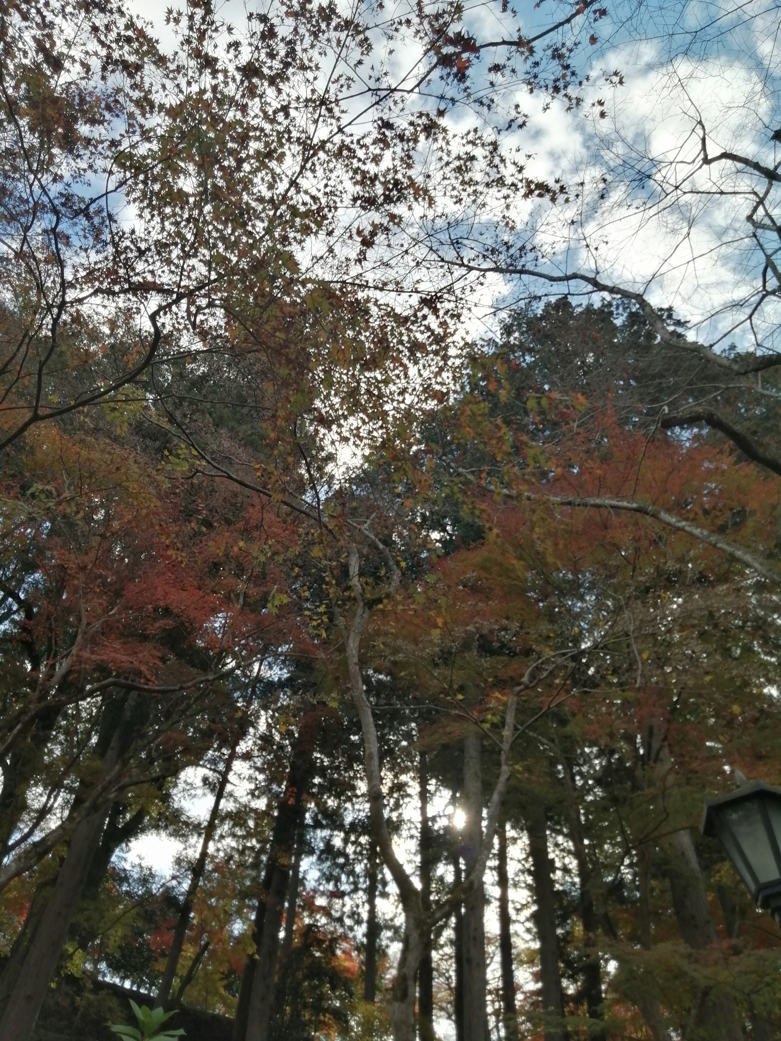 Beautiful view of autumn trees covering the sky