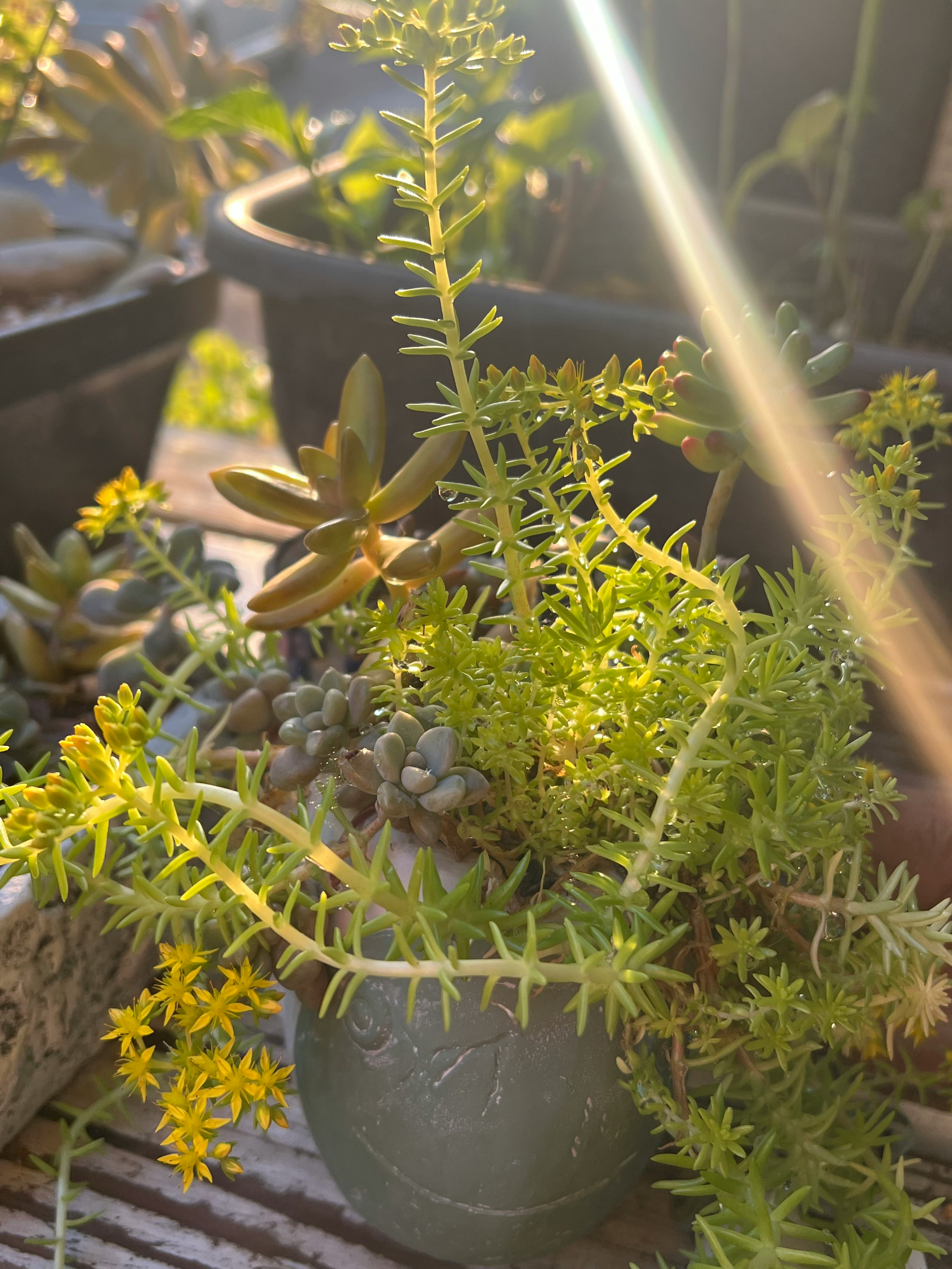 夕陽の光が差し込む鉢植えの多肉植物