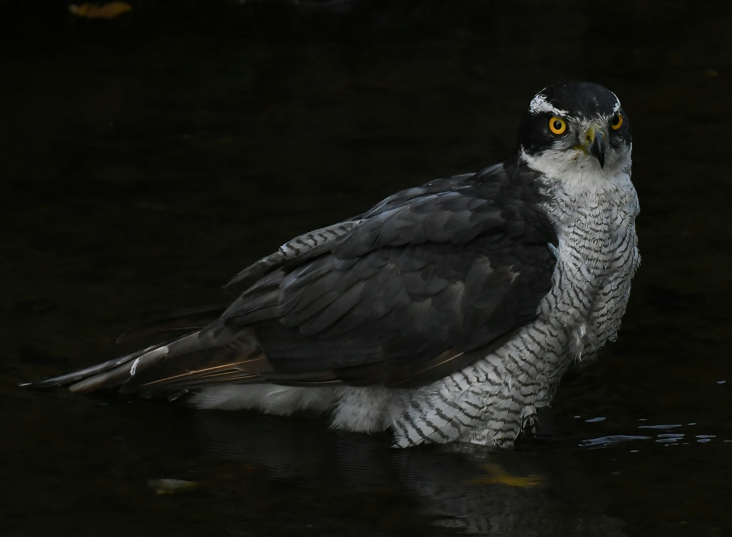 Elang goshawk utara bertengger di dekat air