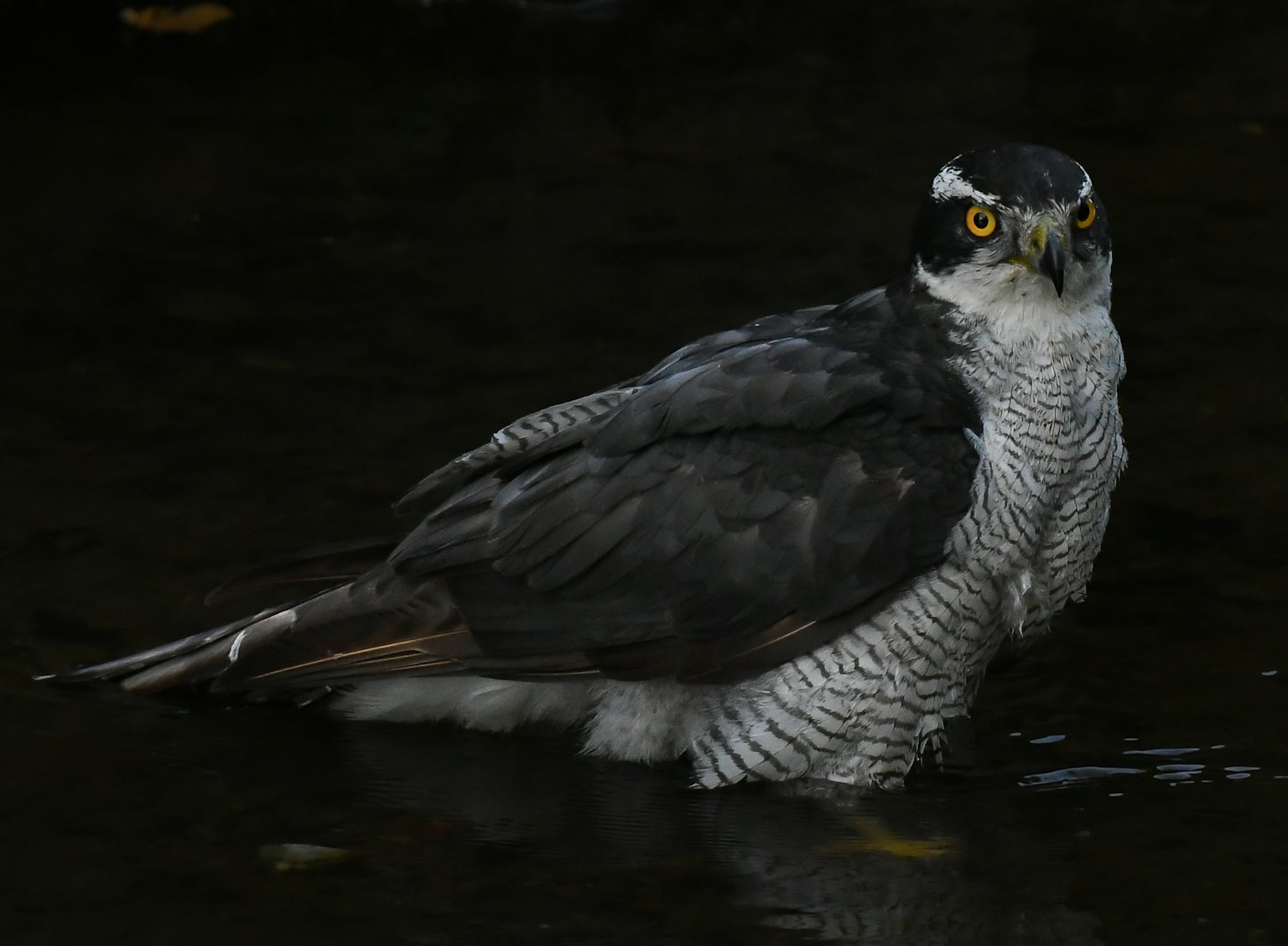 Greifvogel am Wasser mit scharfen gelben Augen und dunklen Federn