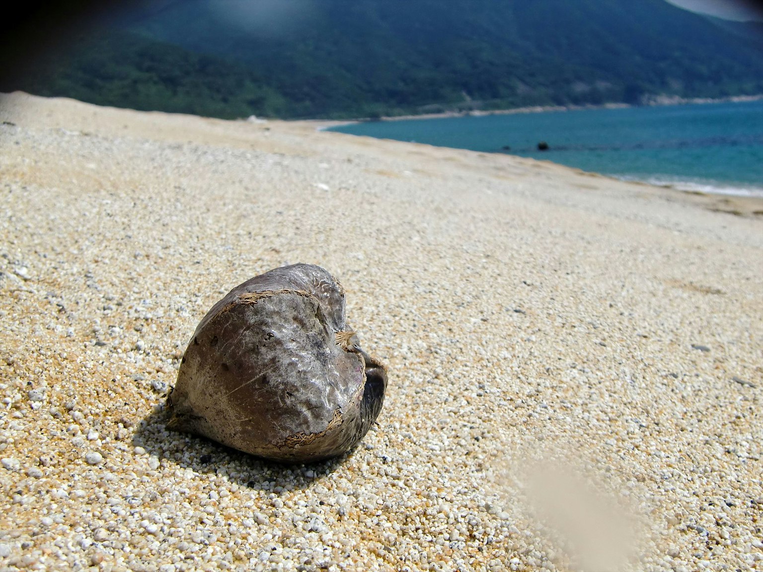 Gros plan d'une coquille sur la plage avec l'océan et les montagnes en arrière-plan