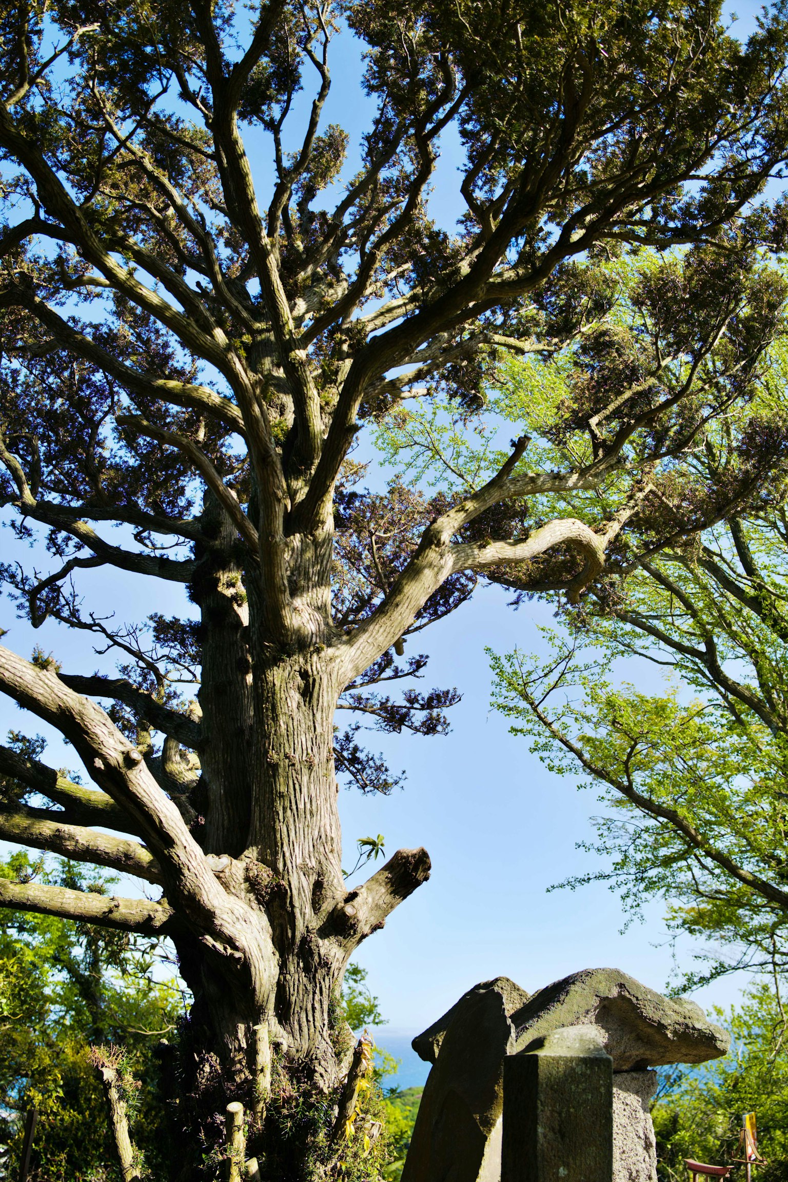 A large tree with sprawling branches against a blue sky
