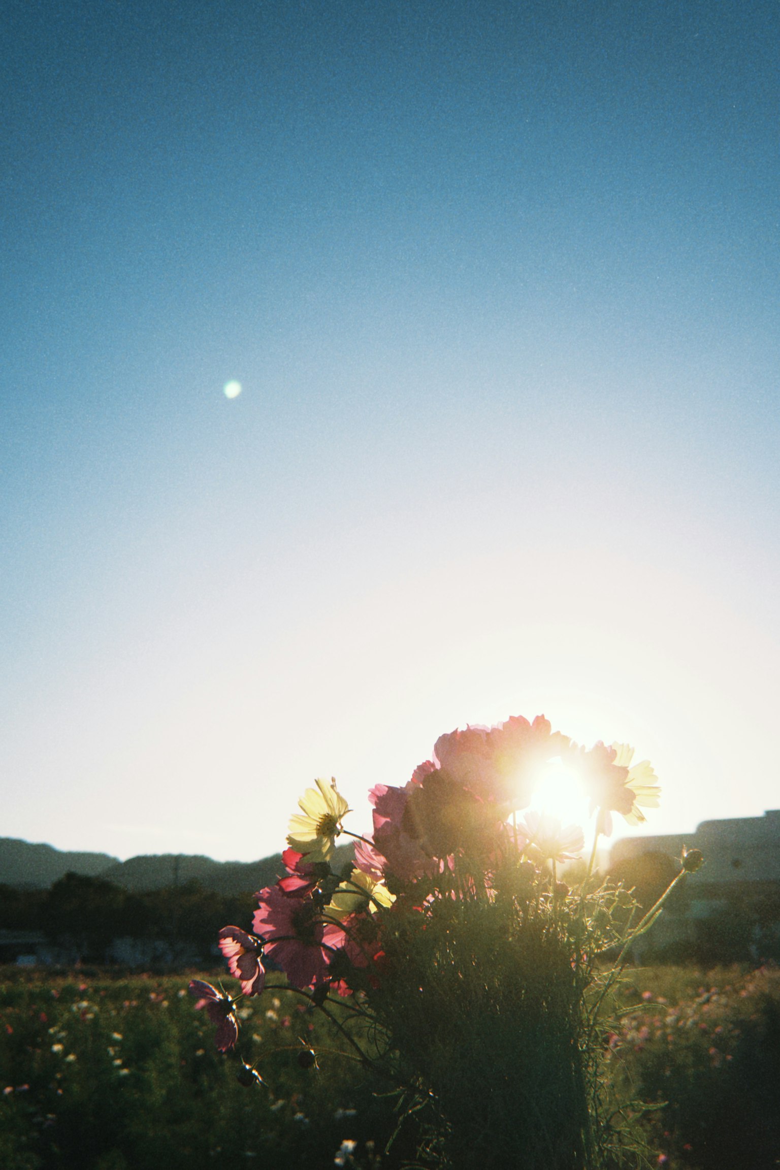 Silhouette von Blumen gegen einen Sonnenuntergang