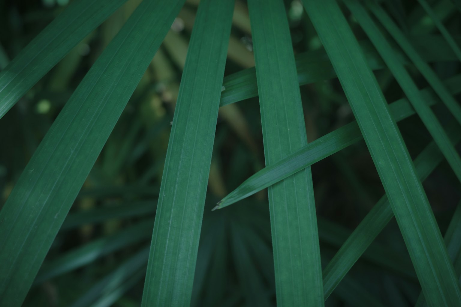 Imagen que muestra hojas verdes superpuestas en una disposición densa