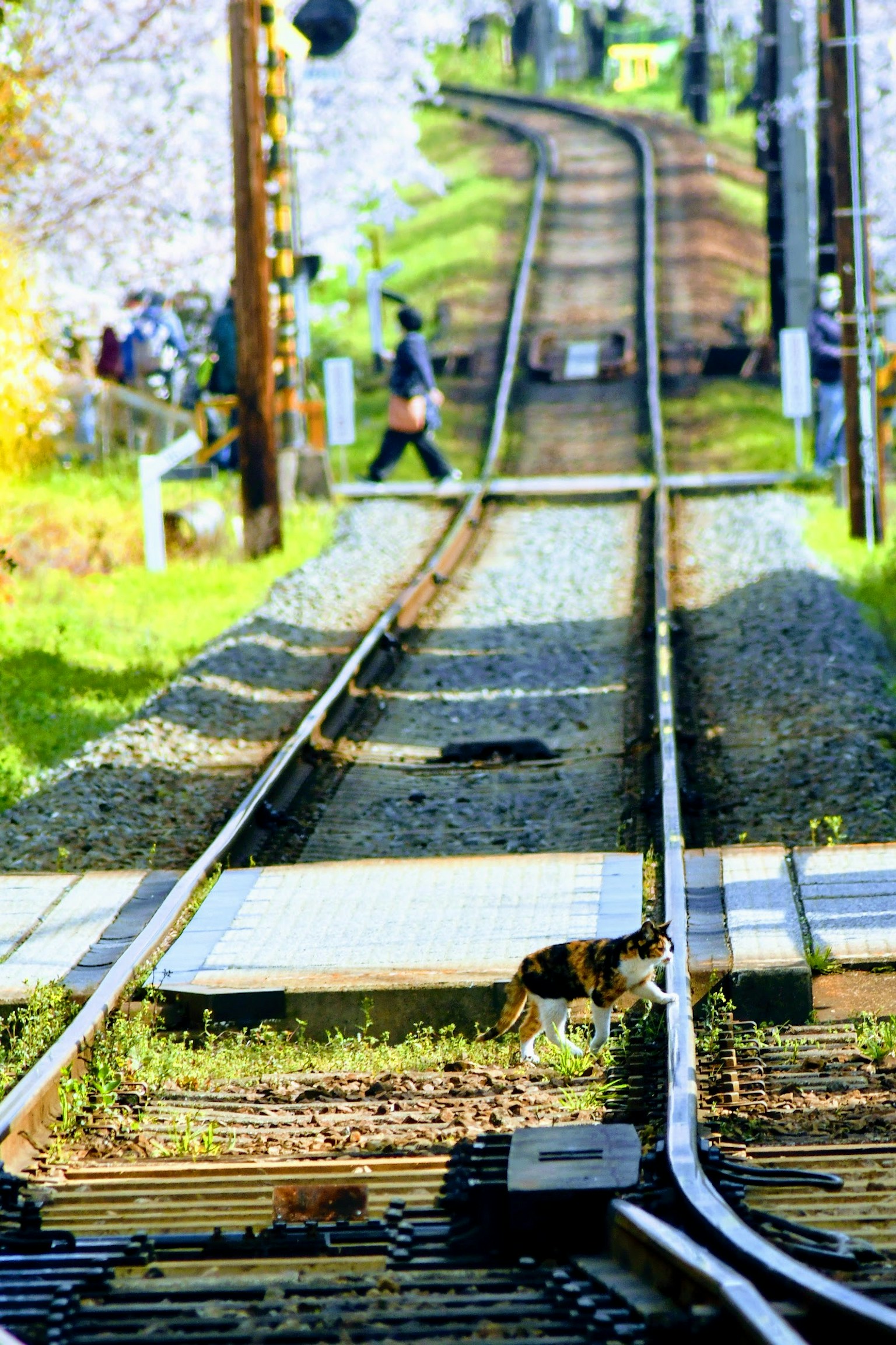 A dog in front of train tracks with cherry blossom trees in the background