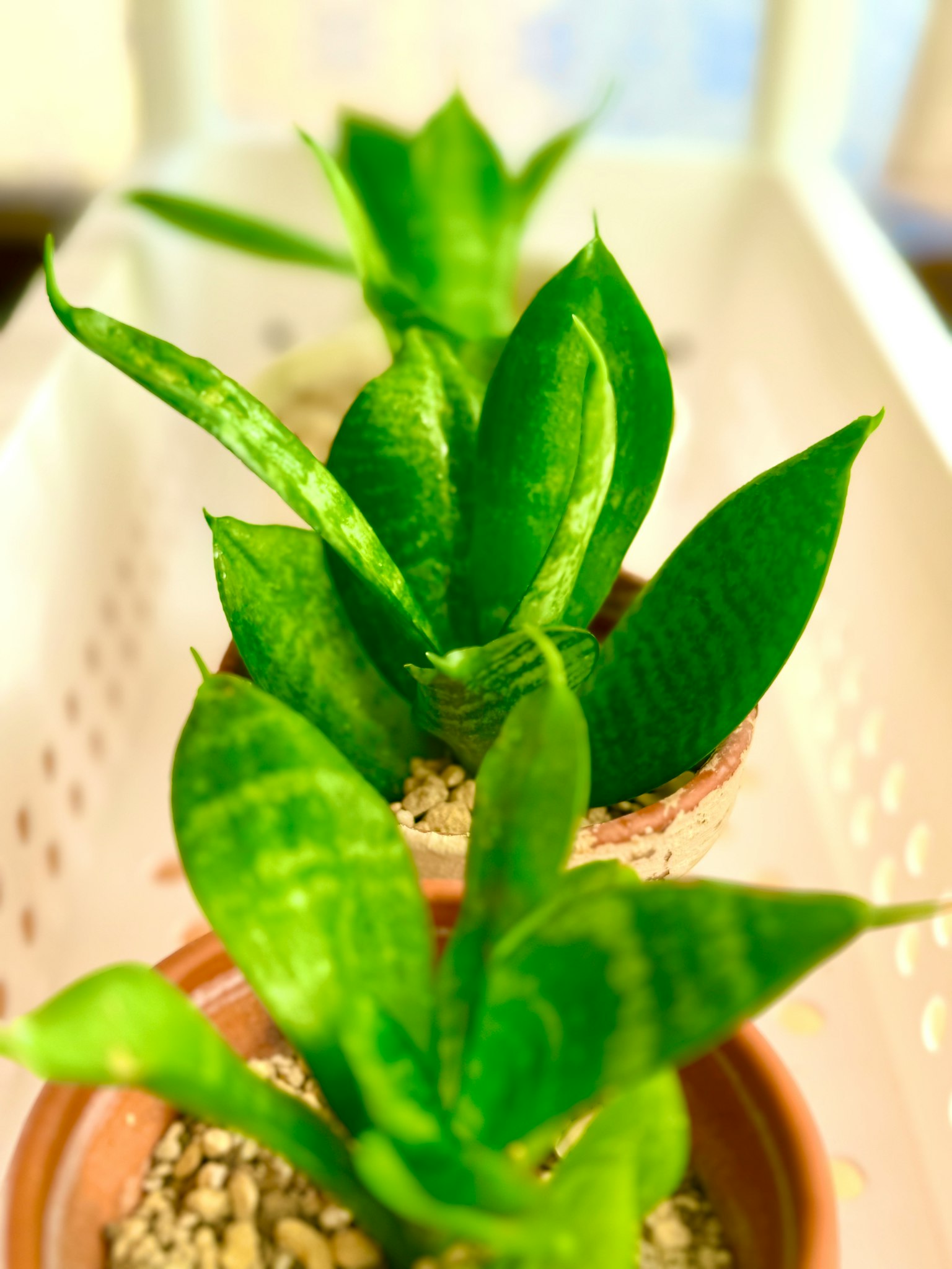 Eine Reihe von Sansevieria-Pflanzen mit lebendigen grünen Blättern