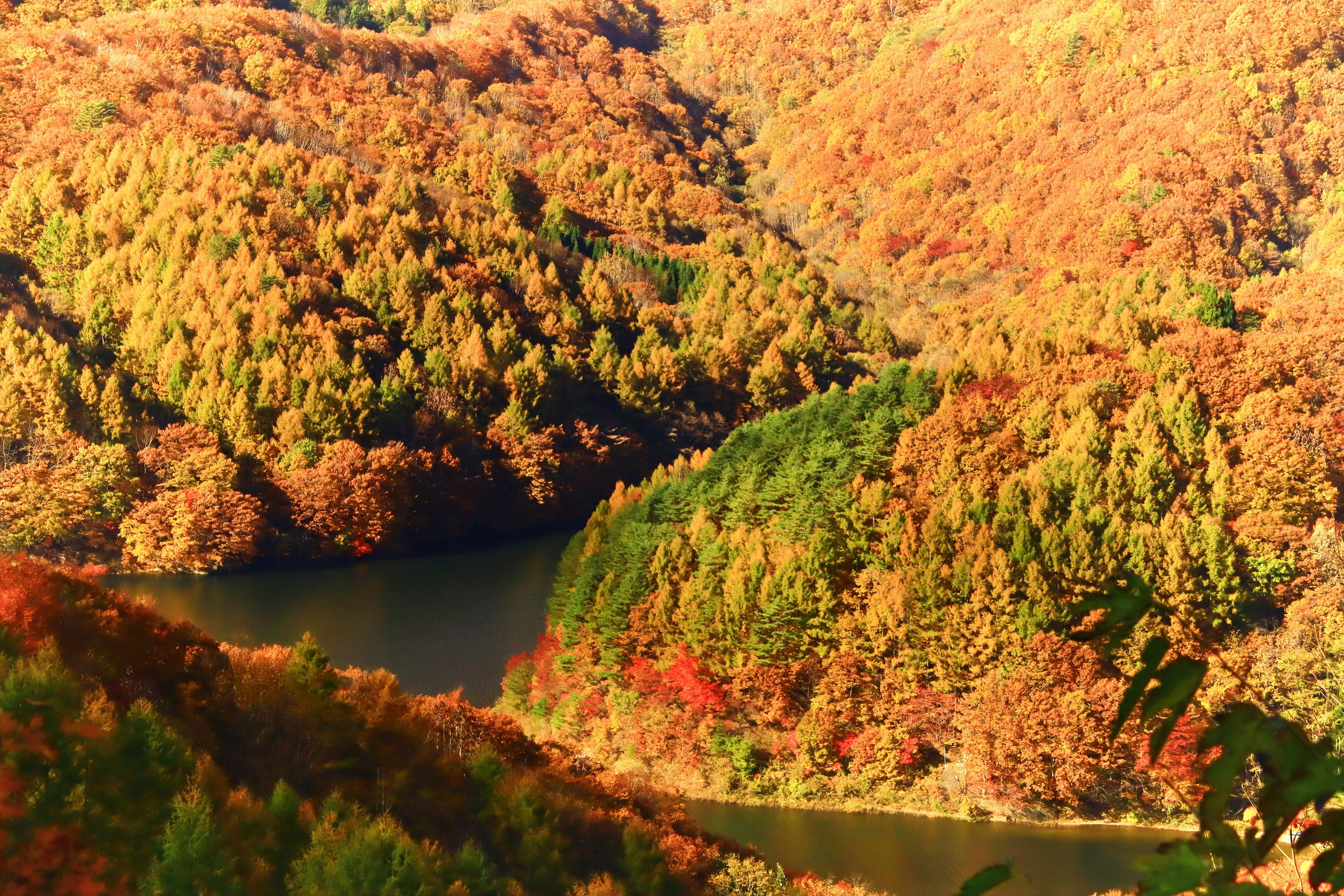 紅葉に囲まれた川の流れと渓谷の景色