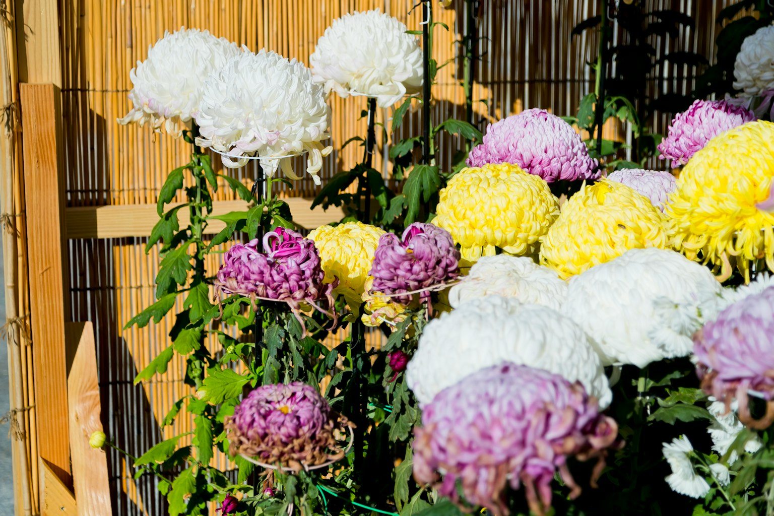 Eine lebendige Darstellung von Chrysanthemen in verschiedenen Farben in einem Garten