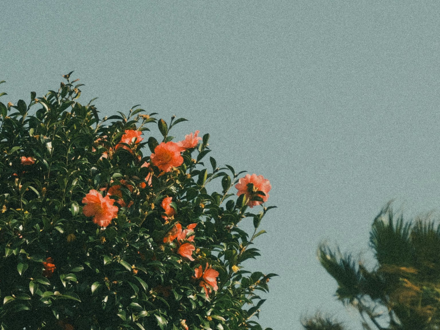 Ein Baum mit leuchtend orangefarbenen Blumen unter einem klaren blauen Himmel