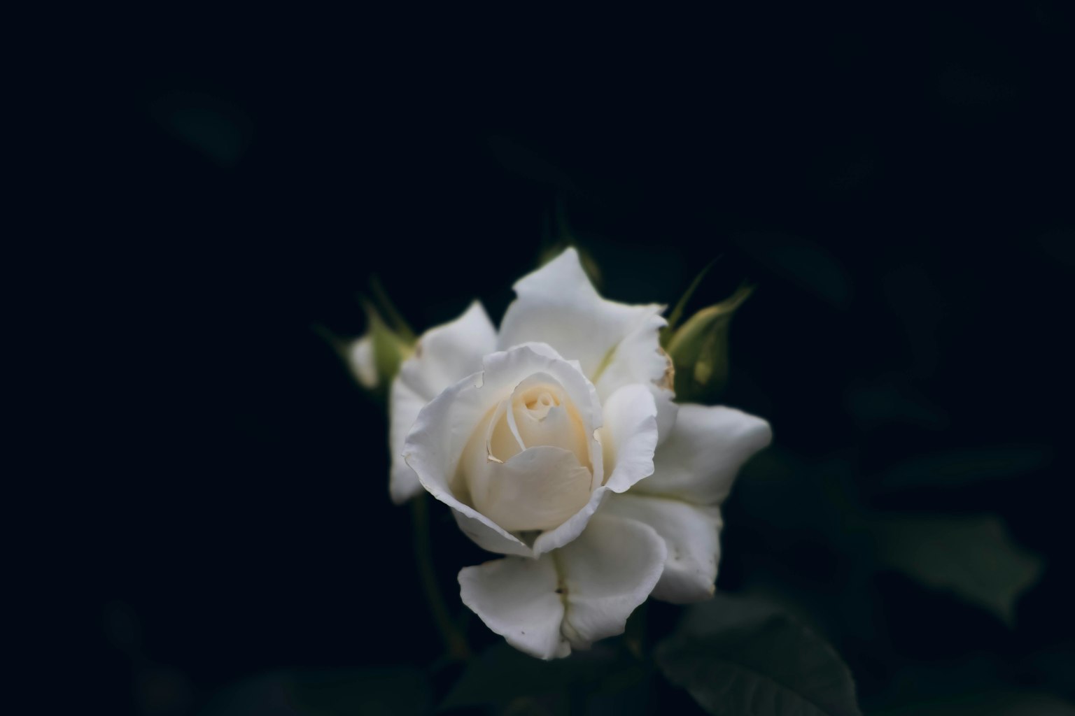 A white rose flower stands out against a dark background