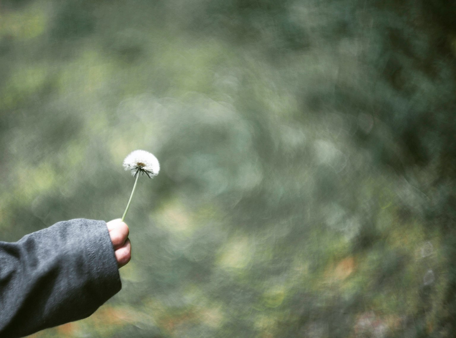 A hand holding a white dandelion flower with a blurred green background