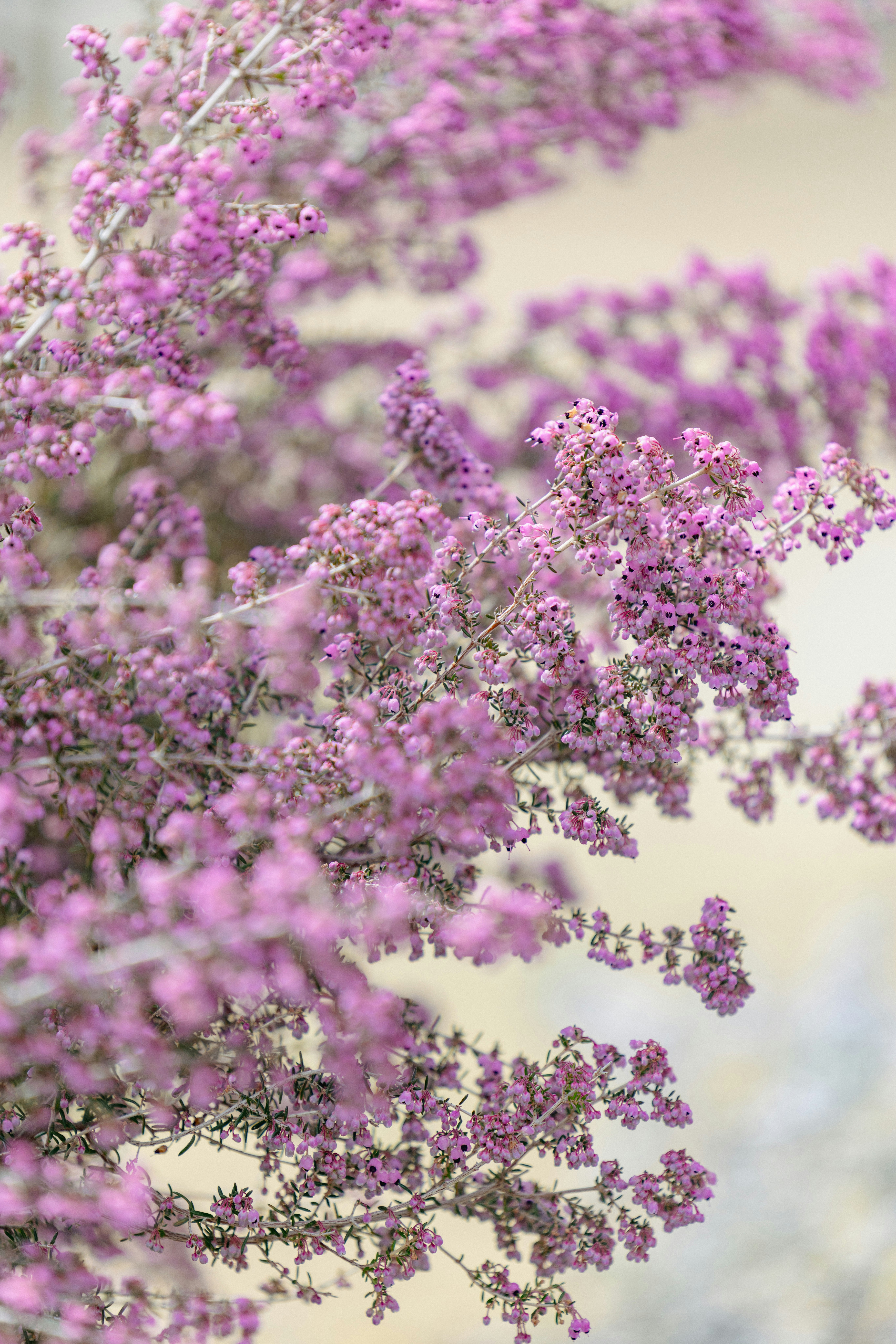 薄紫の花が枝いっぱいに咲くクローズアップ