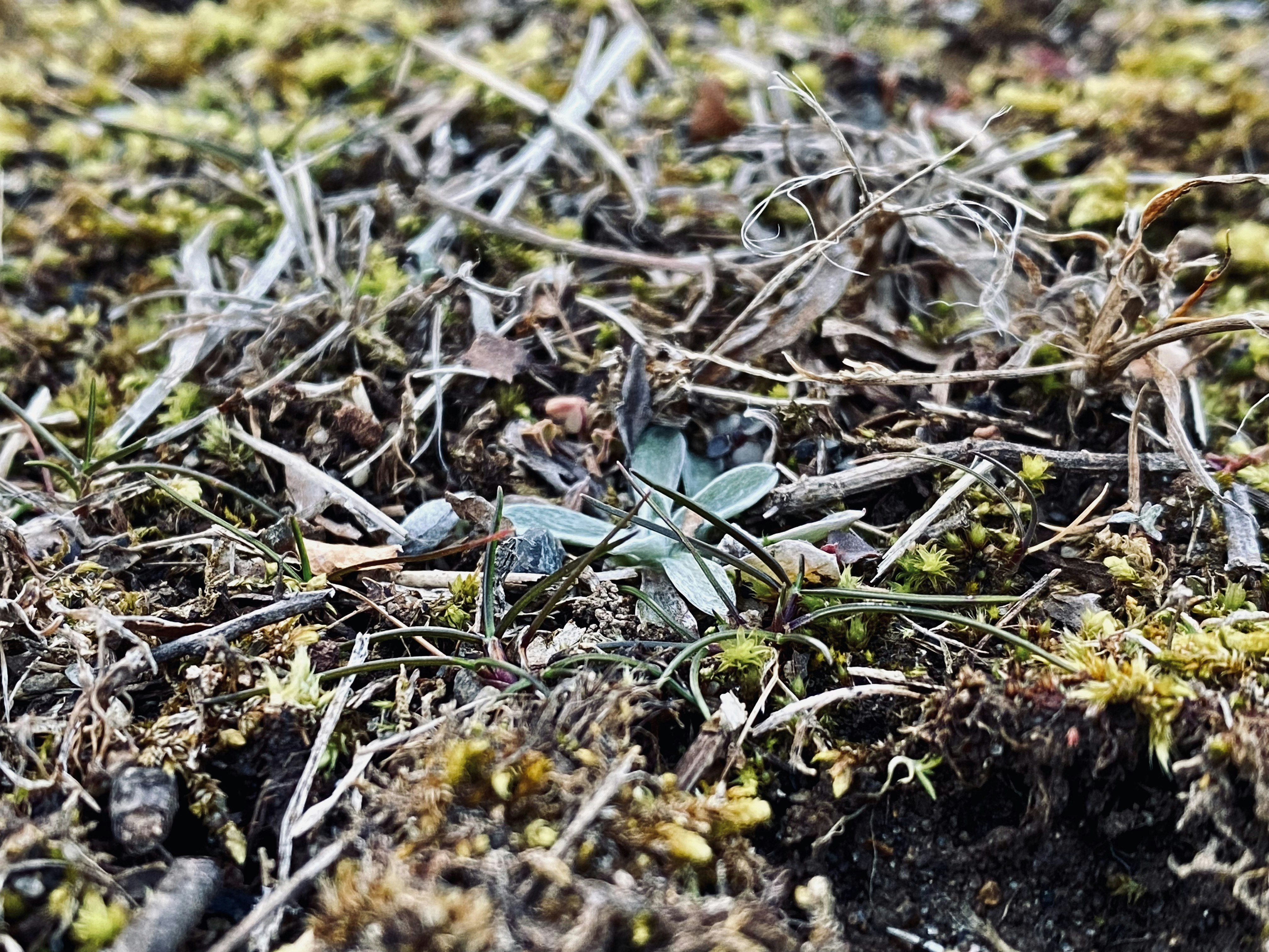 gros plan sur le sol avec de l’herbe et de petites plantes