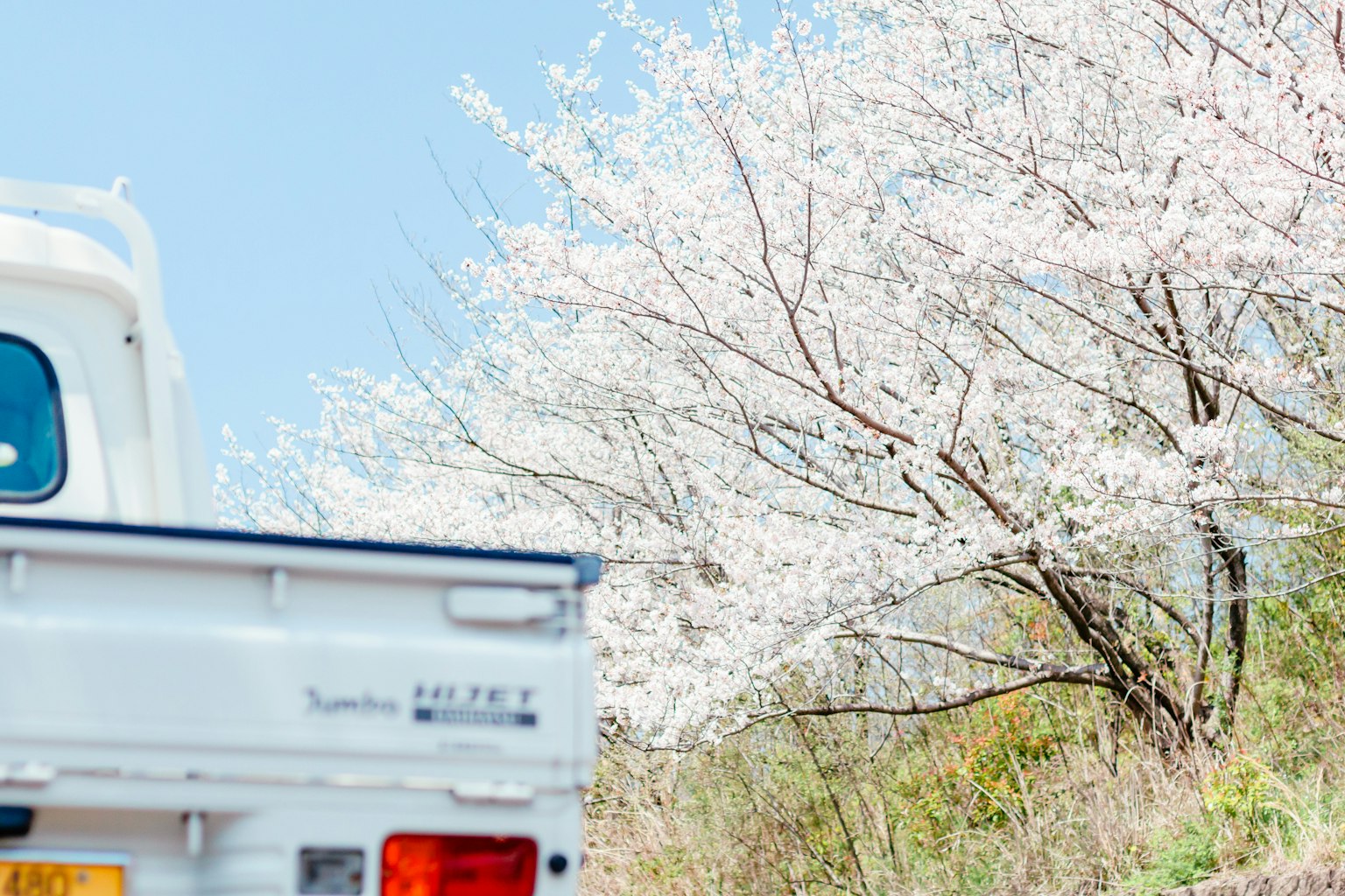 A white truck alongside blooming cherry blossom trees