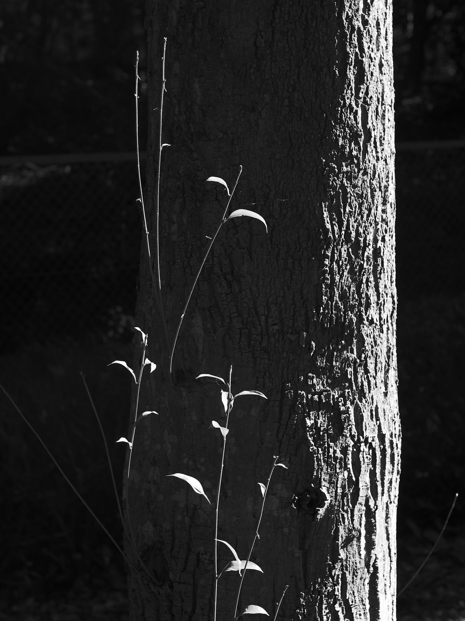 Imagen en blanco y negro con contraste de un tronco de árbol y brotes jóvenes