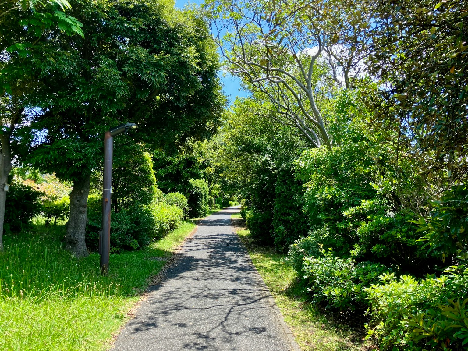 A quiet pathway surrounded by lush greenery and trees