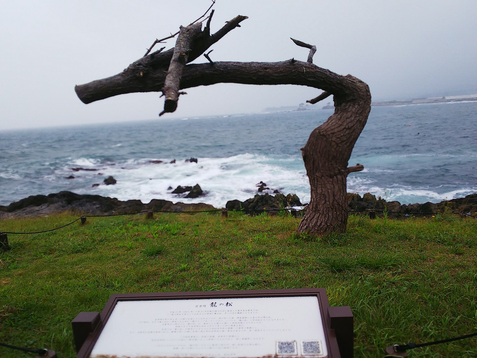 Albero piegato che si erge sulla costa con un pannello informativo vicino