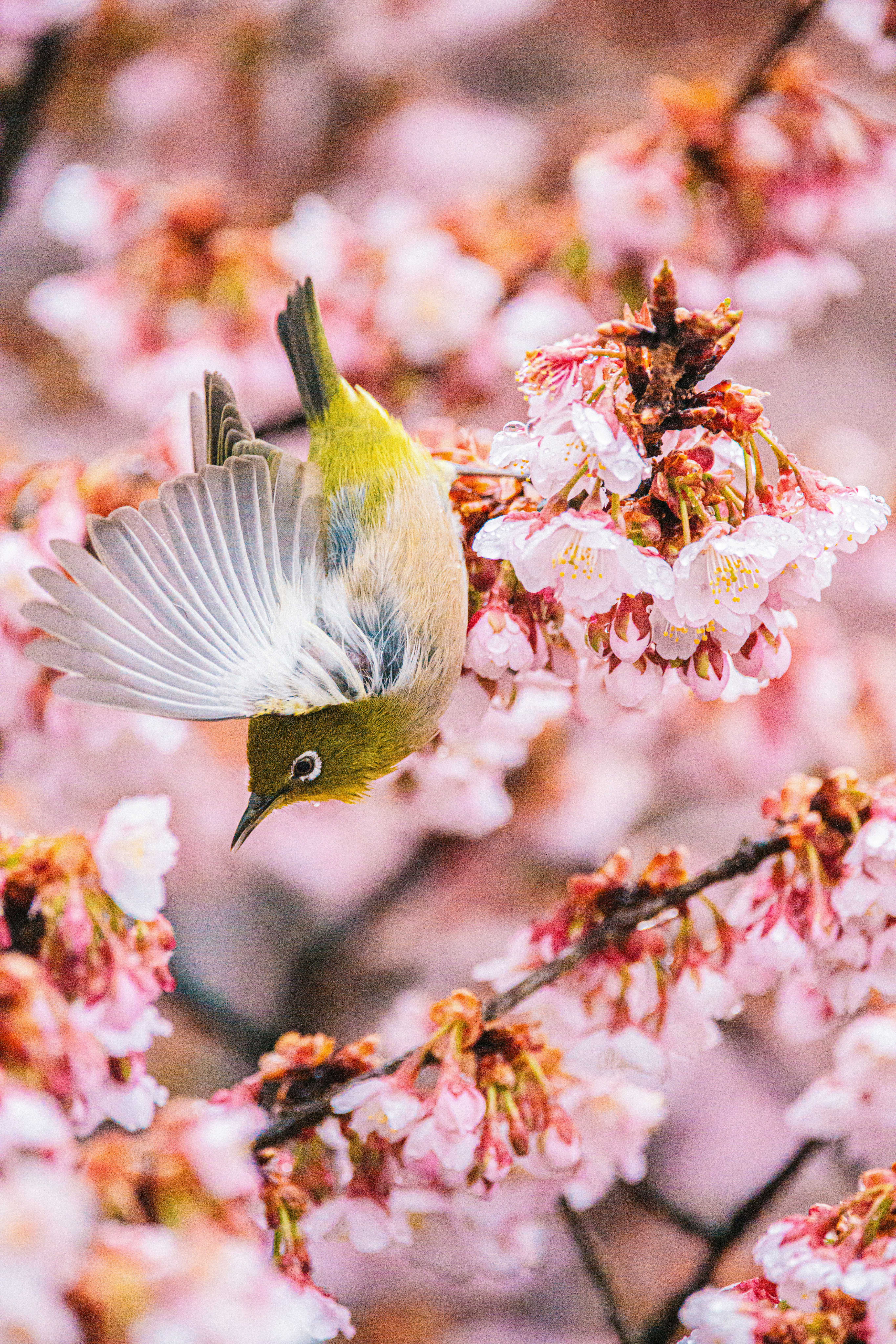 桜の花の間で羽ばたくメジロ