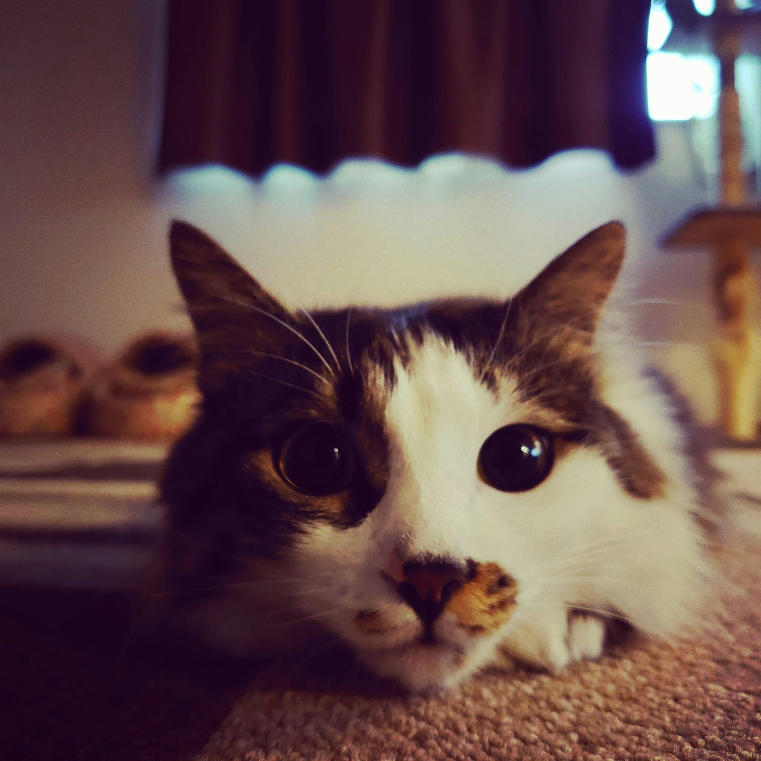 Un chat allongé sur un tapis avec des yeux brillants et un pelage blanc distinctif