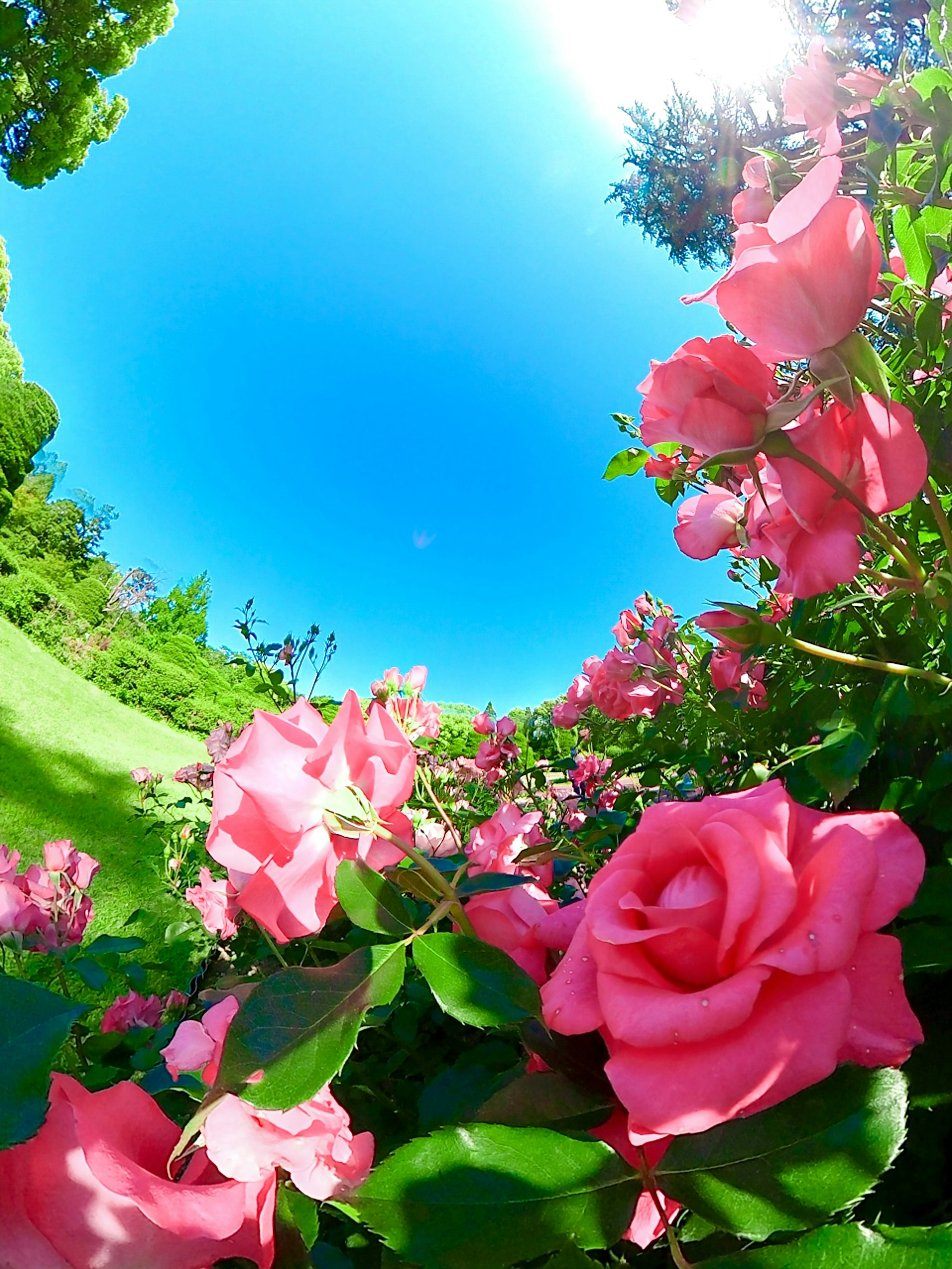 青空を背景に咲くピンクのバラの花