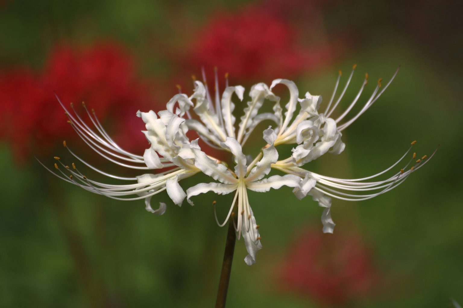 Bellissimo fiore bianco con lunghi filamenti su uno sfondo rosso sfocato