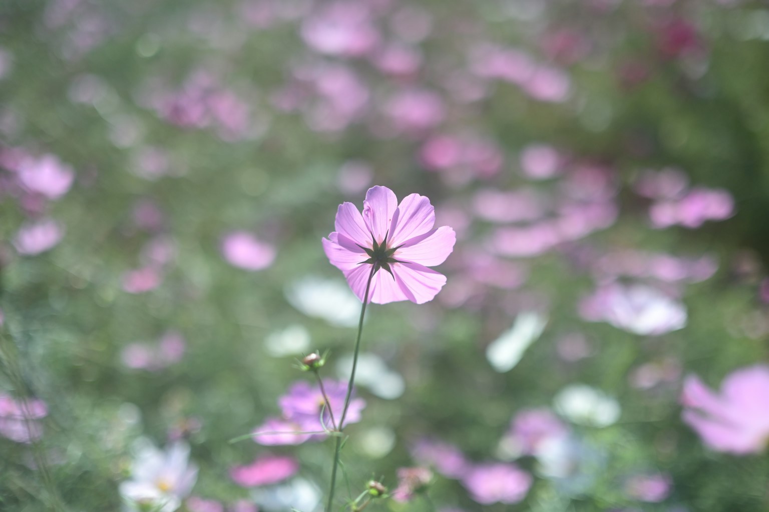 Eine lebendige Blume, die sich in einem Feld von rosa Blumen abhebt