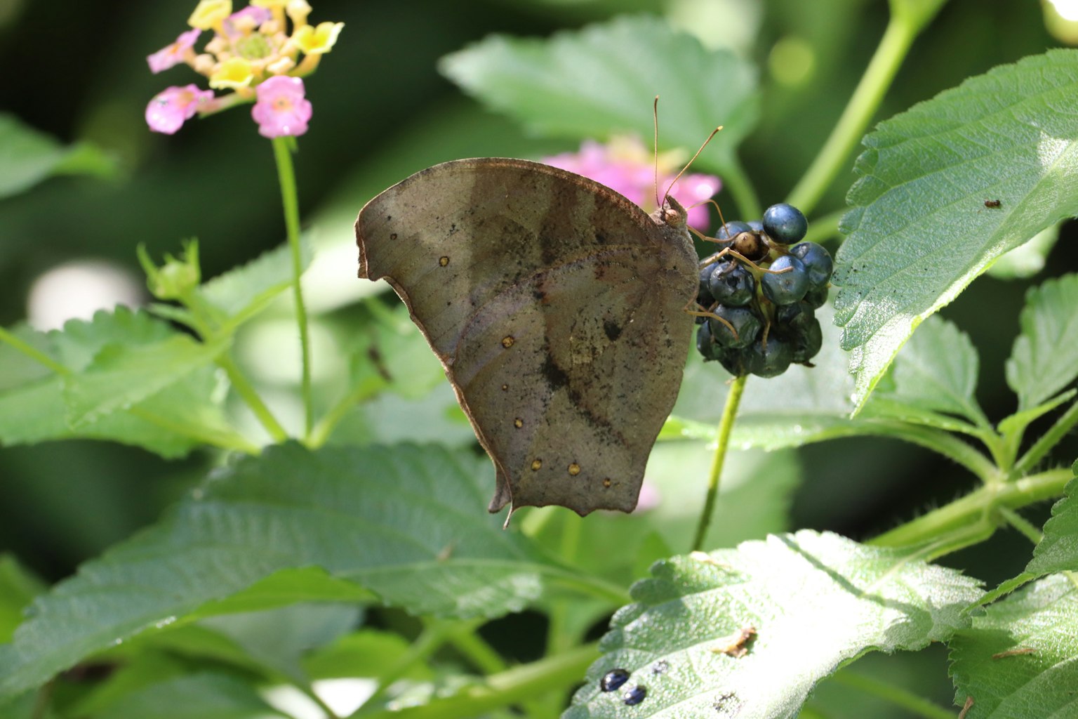 Ein Schmetterling, der zwischen bunten Blumen und grünen Blättern ruht