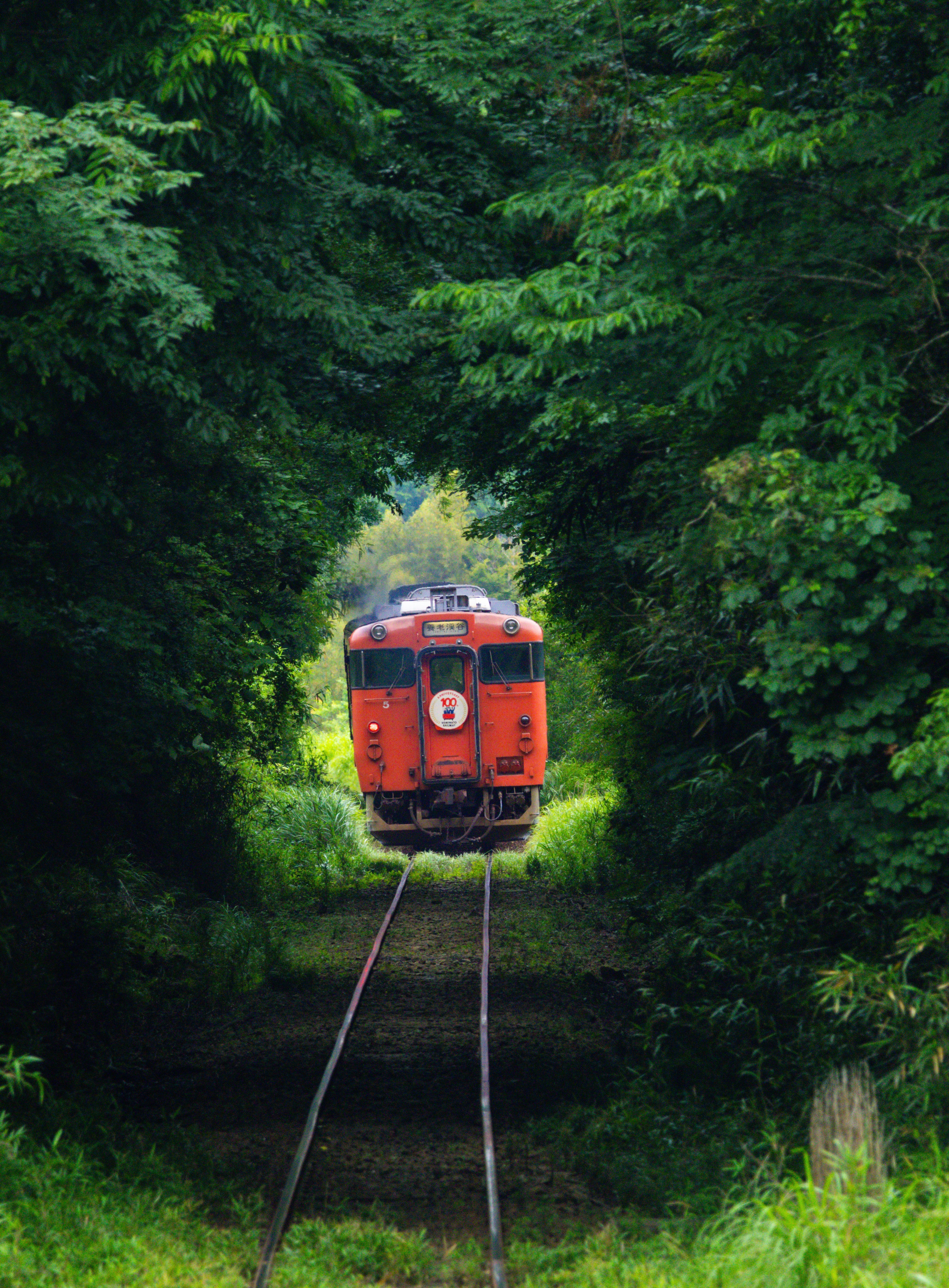Tren rojo que circula por vías rodeadas de vegetación exuberante