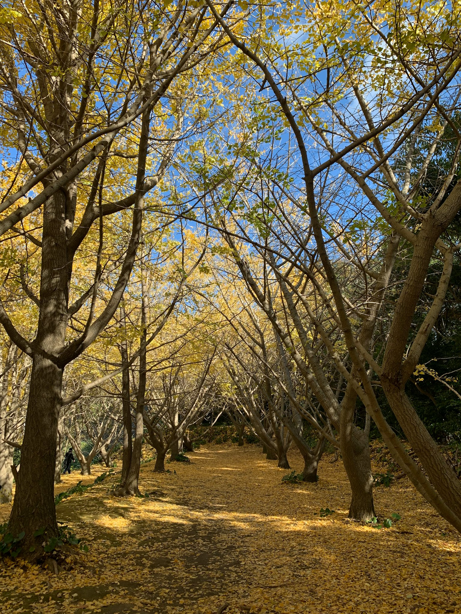 Pathway lined with trees featuring yellow leaves